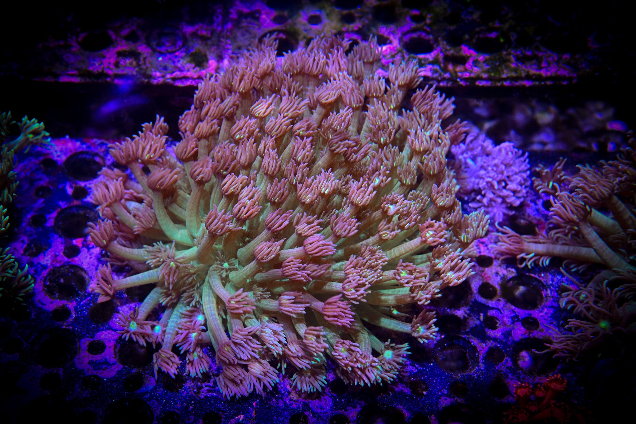 RC Goniopora Aquacultured Colony XL