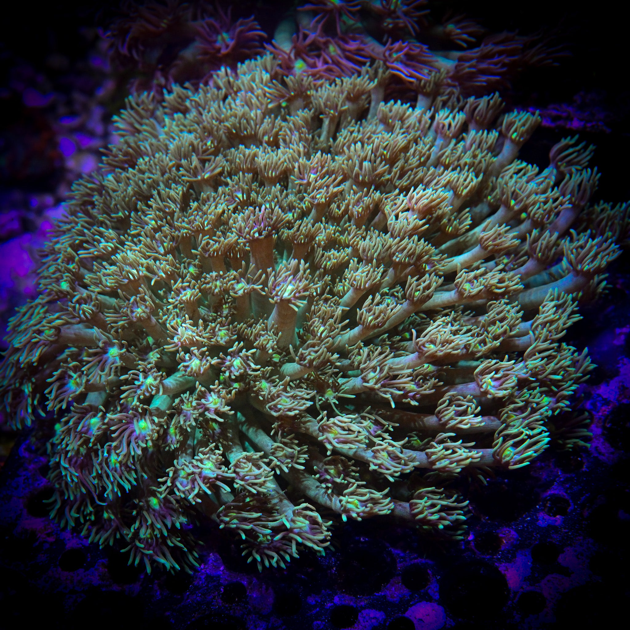 RC Goniopora Aquacultured Colony XL