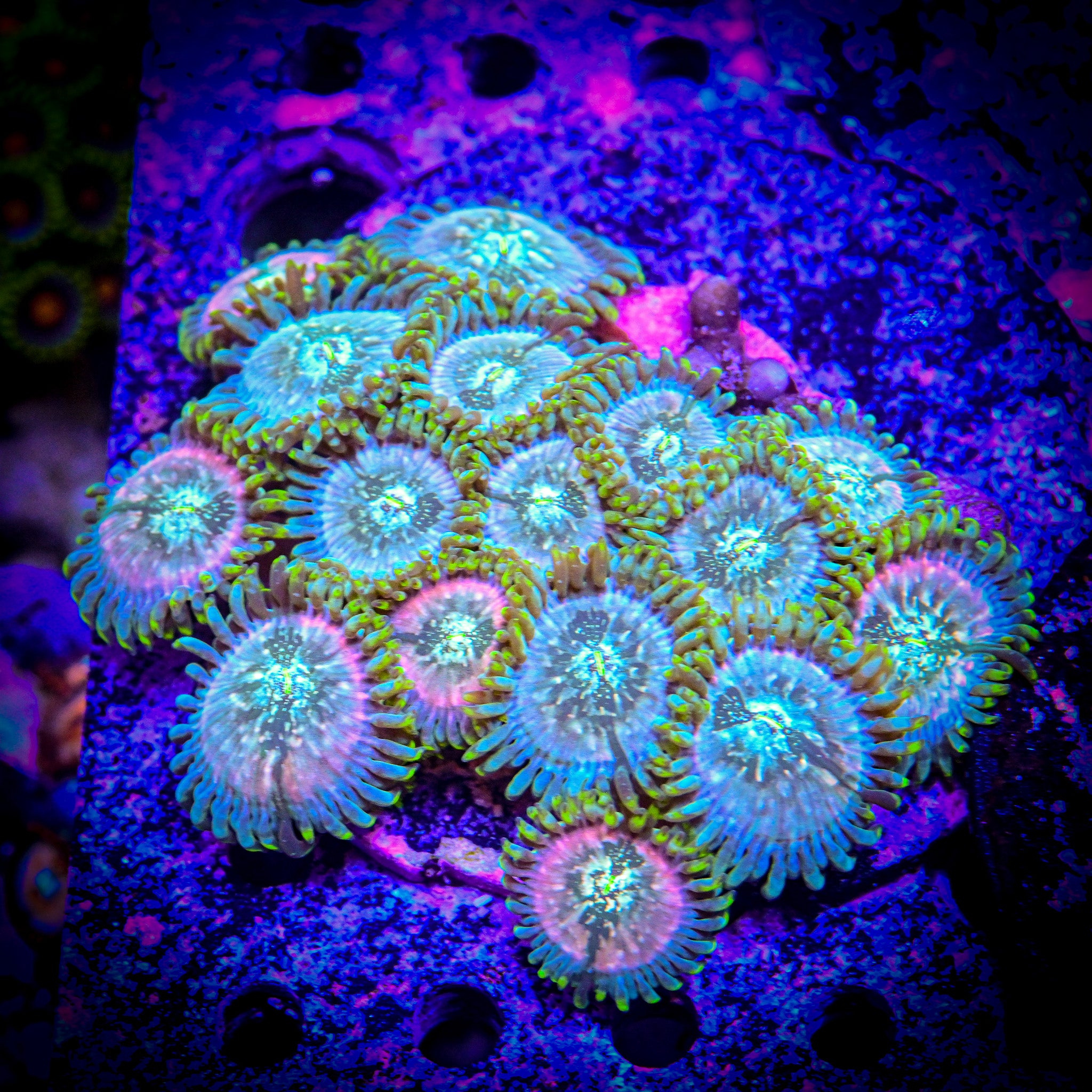 RC Ding Dang Zoanthids