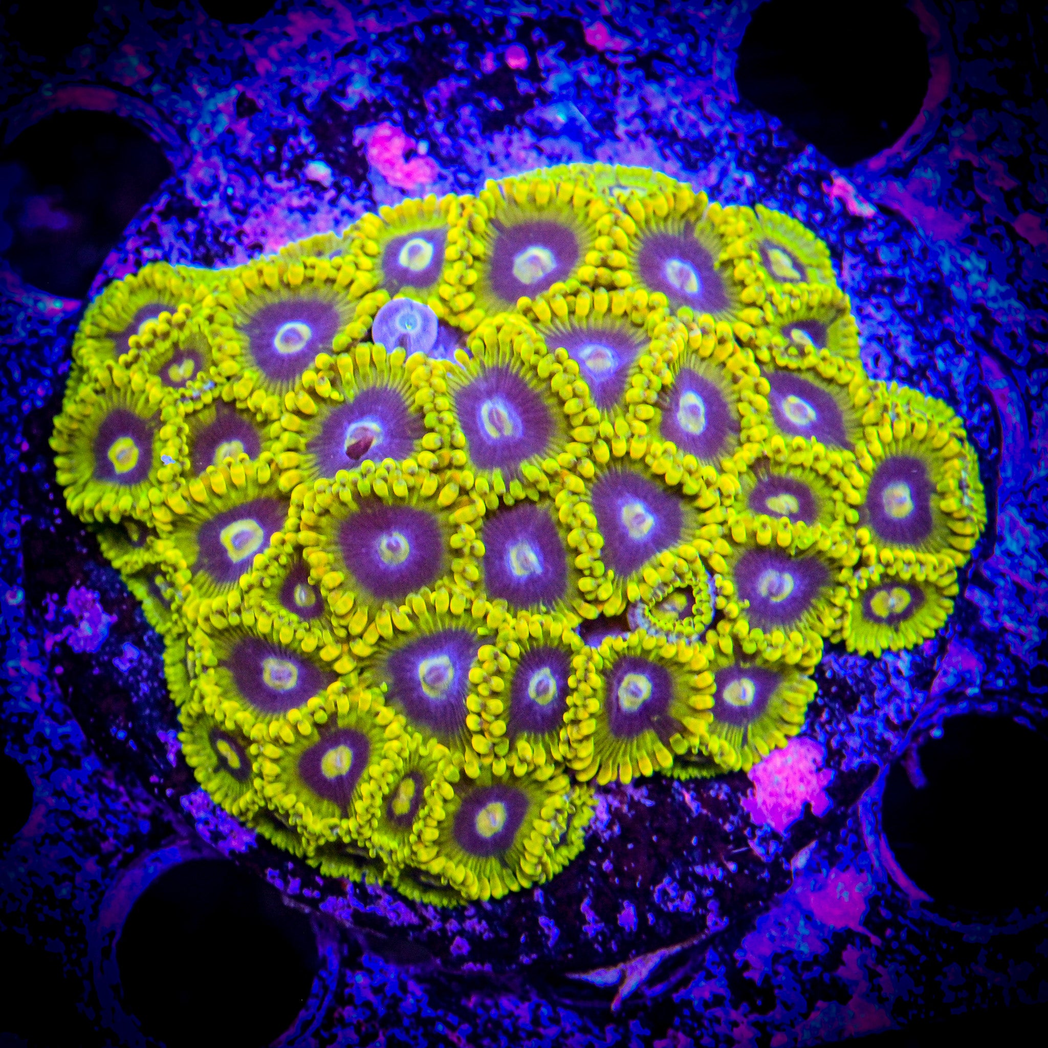 RC Rainbow Yoda Zoanthid