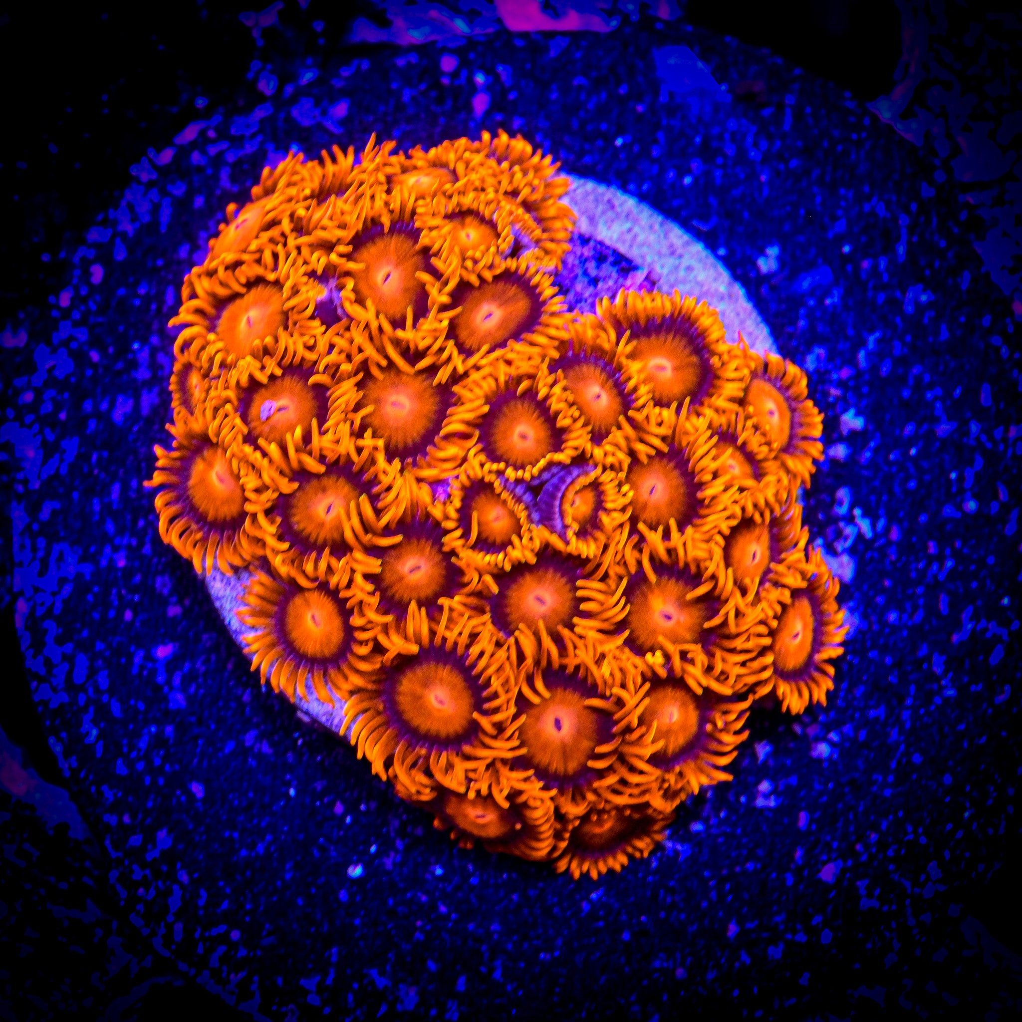 RC BAM BAM Zoanthid Frag