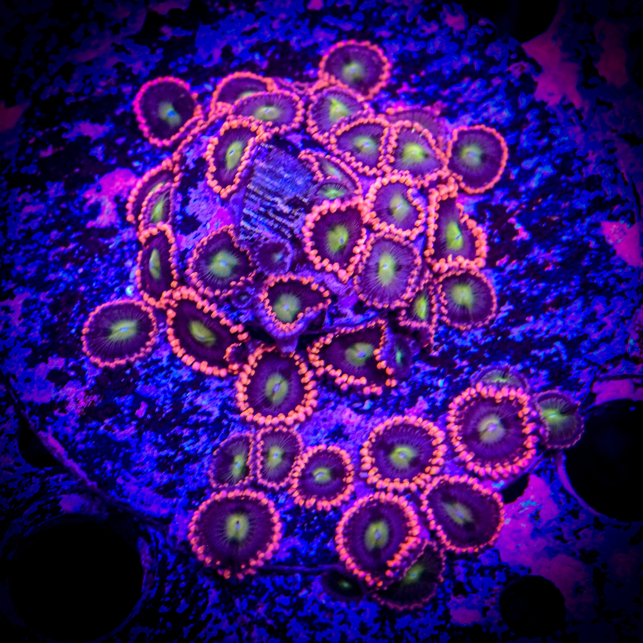 RC Laffy Taffy Zoanthid
