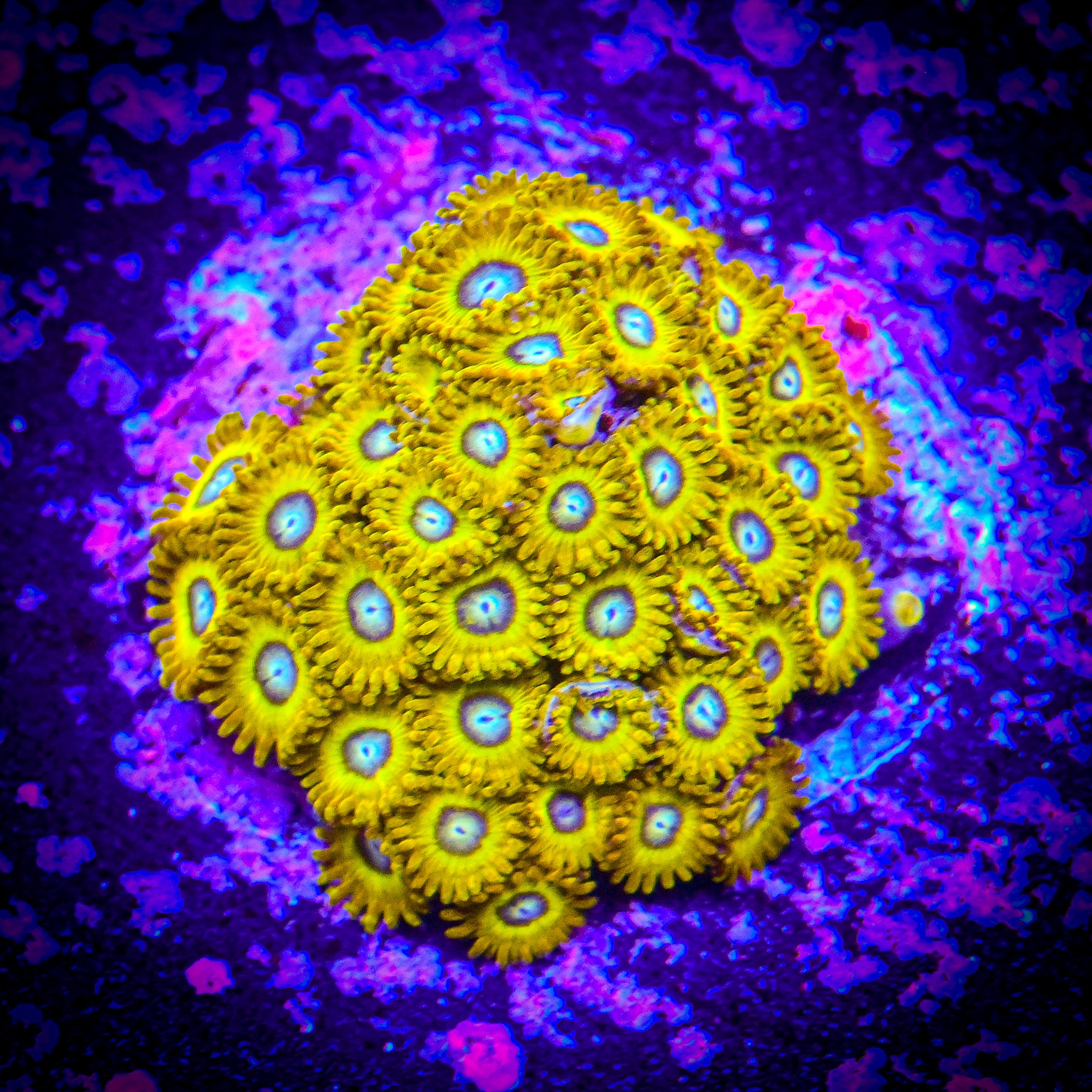 RC Pikachu Zoanthids