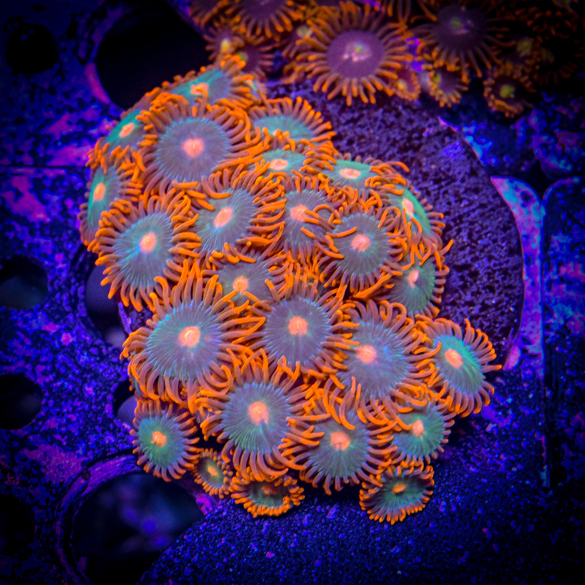 RC Gatorade Zoanthids