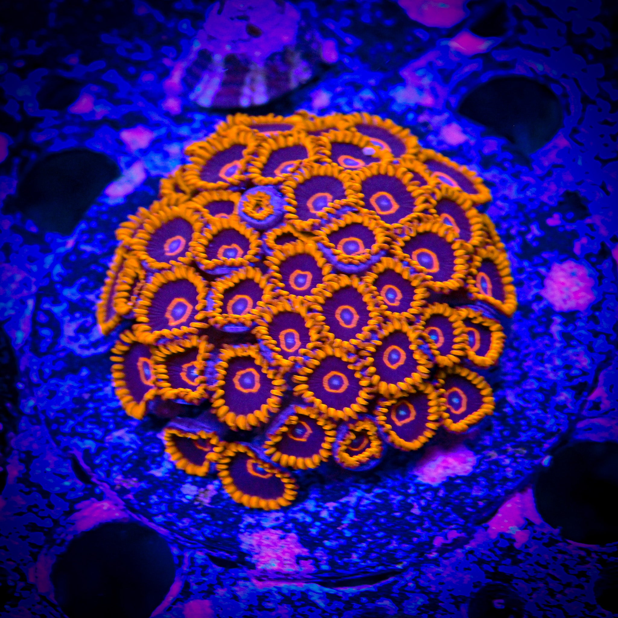 RC Red Hornet Zoanthids