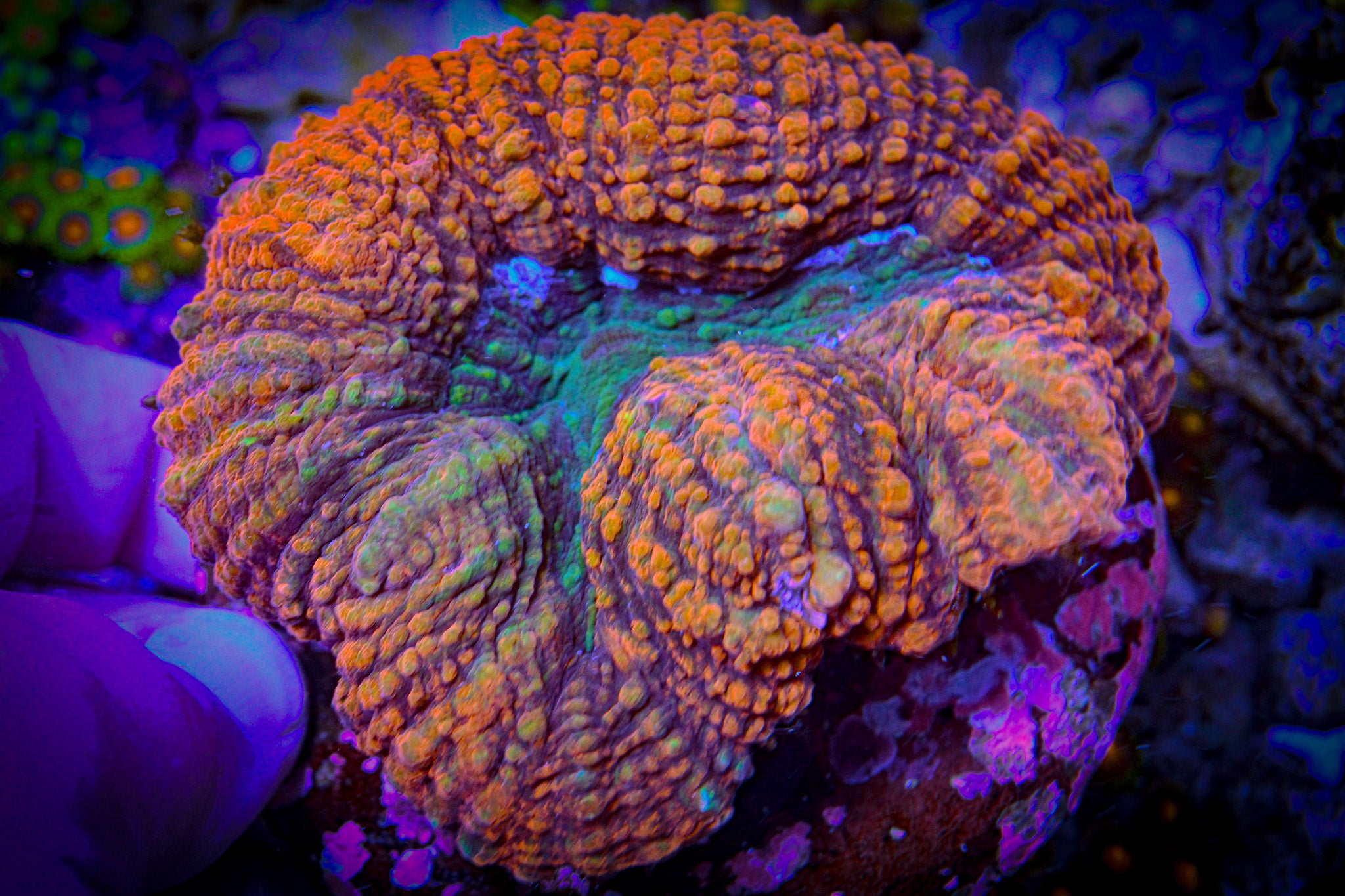 RC Ring of Fire Lobophyllia *WYSIWYG*