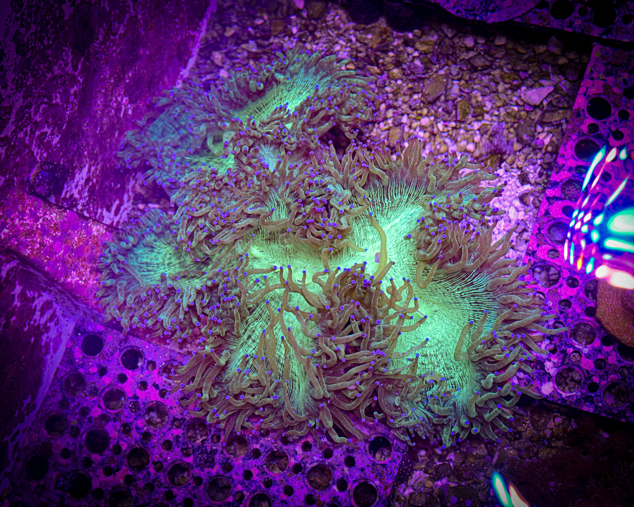 WYSIWYG XXL *SHOW* Elegance Coral