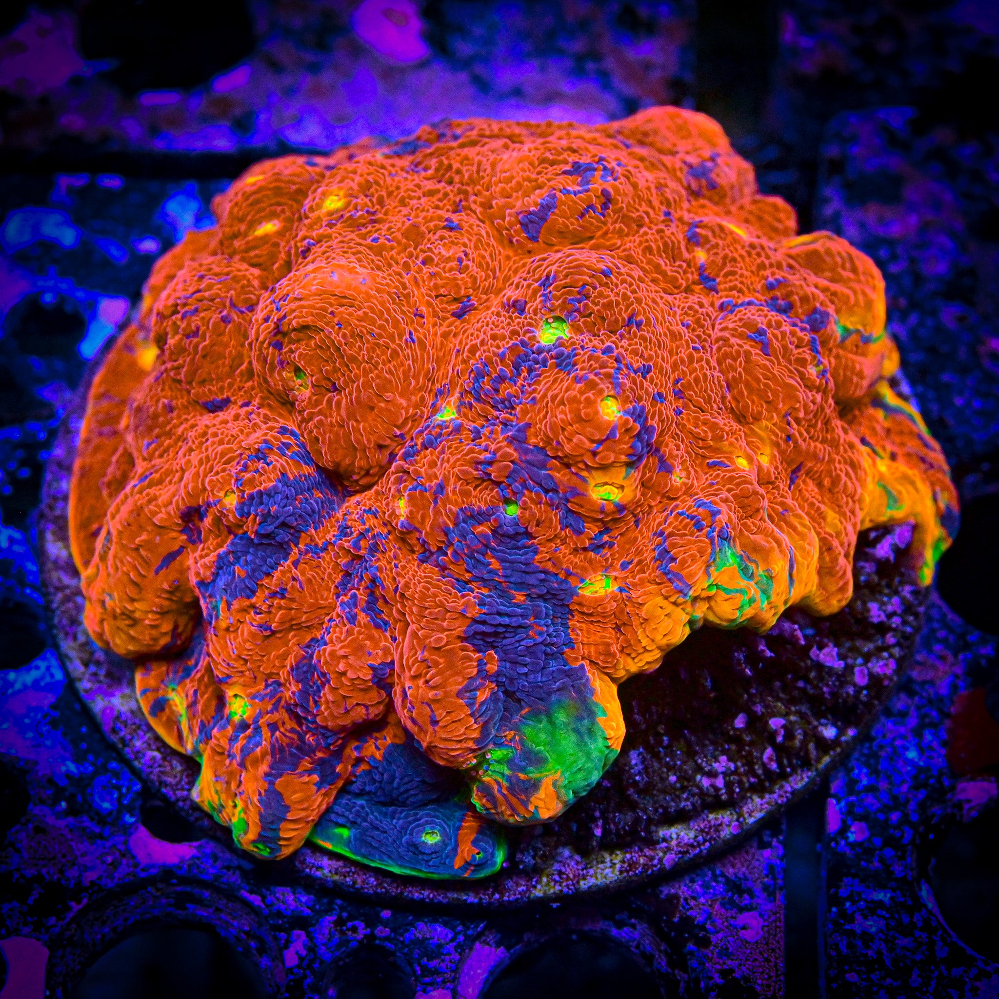 XL Rainbow Chalice WYSIWYG 3-4"