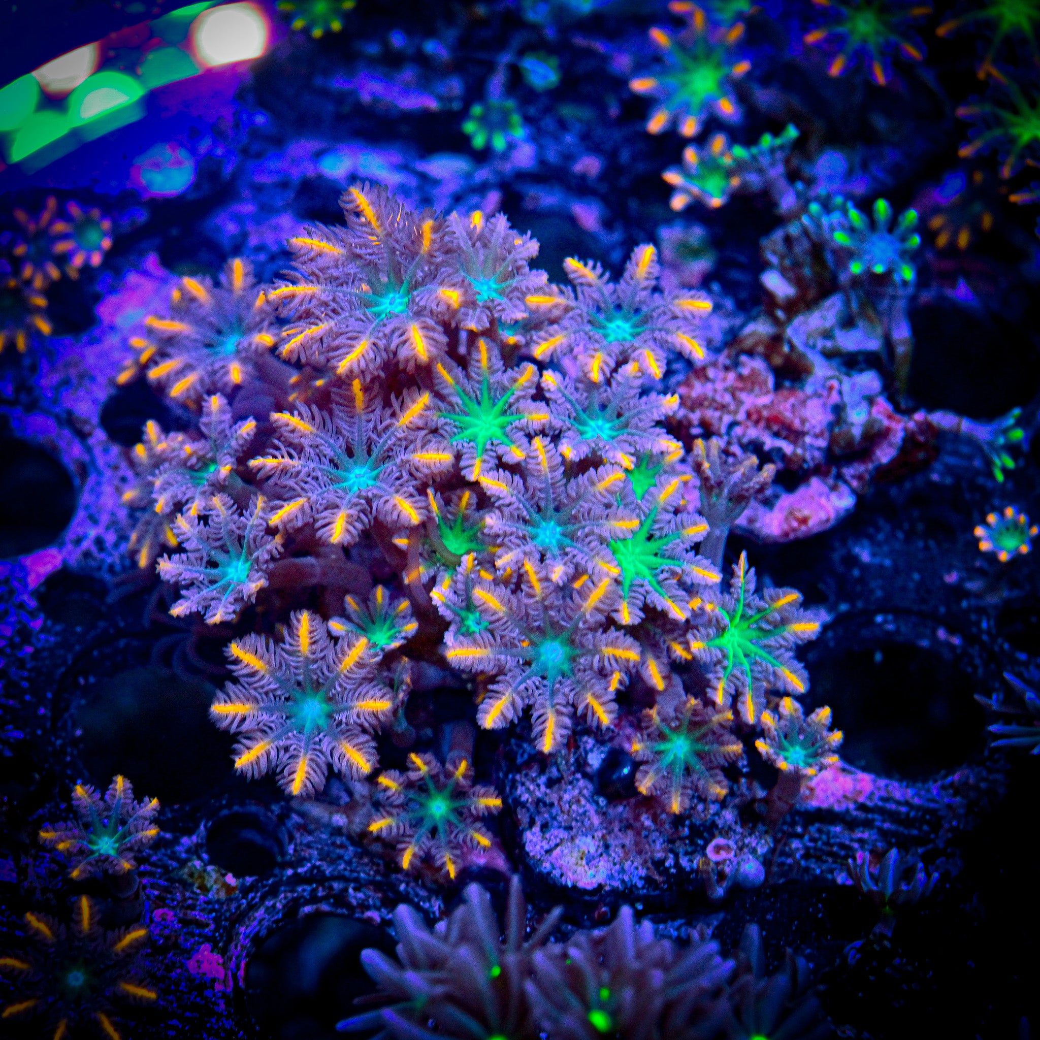 RC Firework Clove Polyps