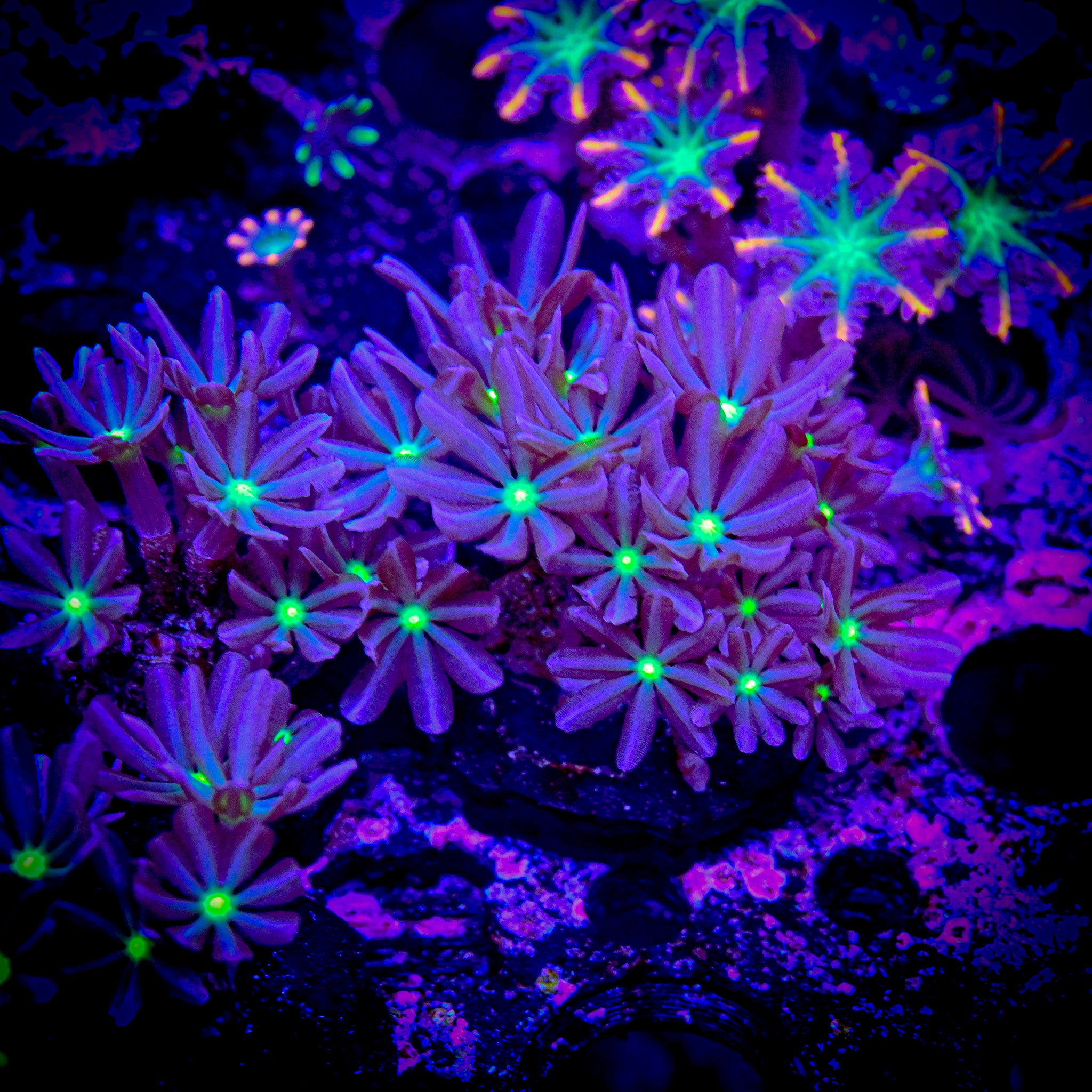 RC Alien Eyed Clove Polyps