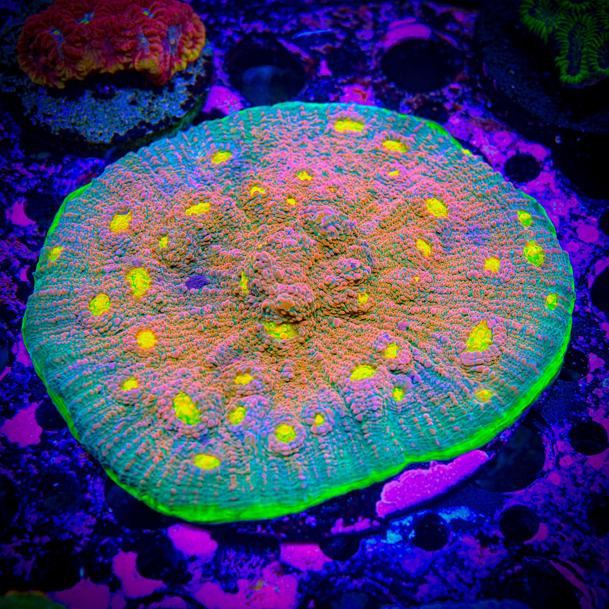 LRO Fukushima Chalice