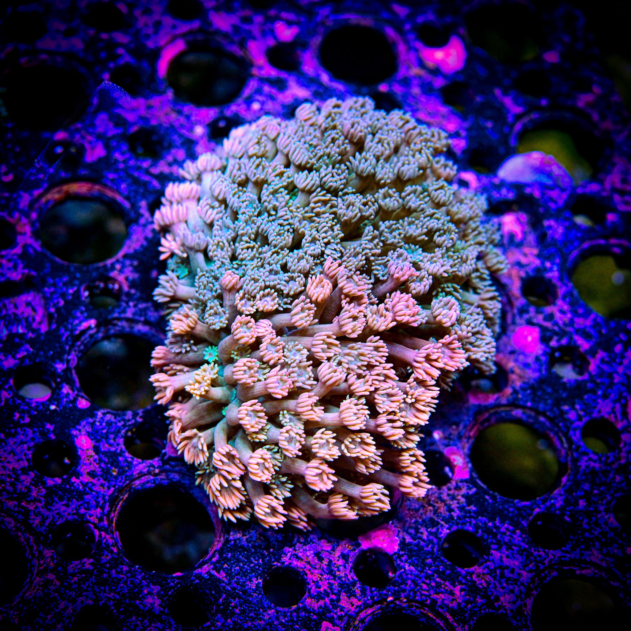 RC Galinda the Good Witch Goniopora