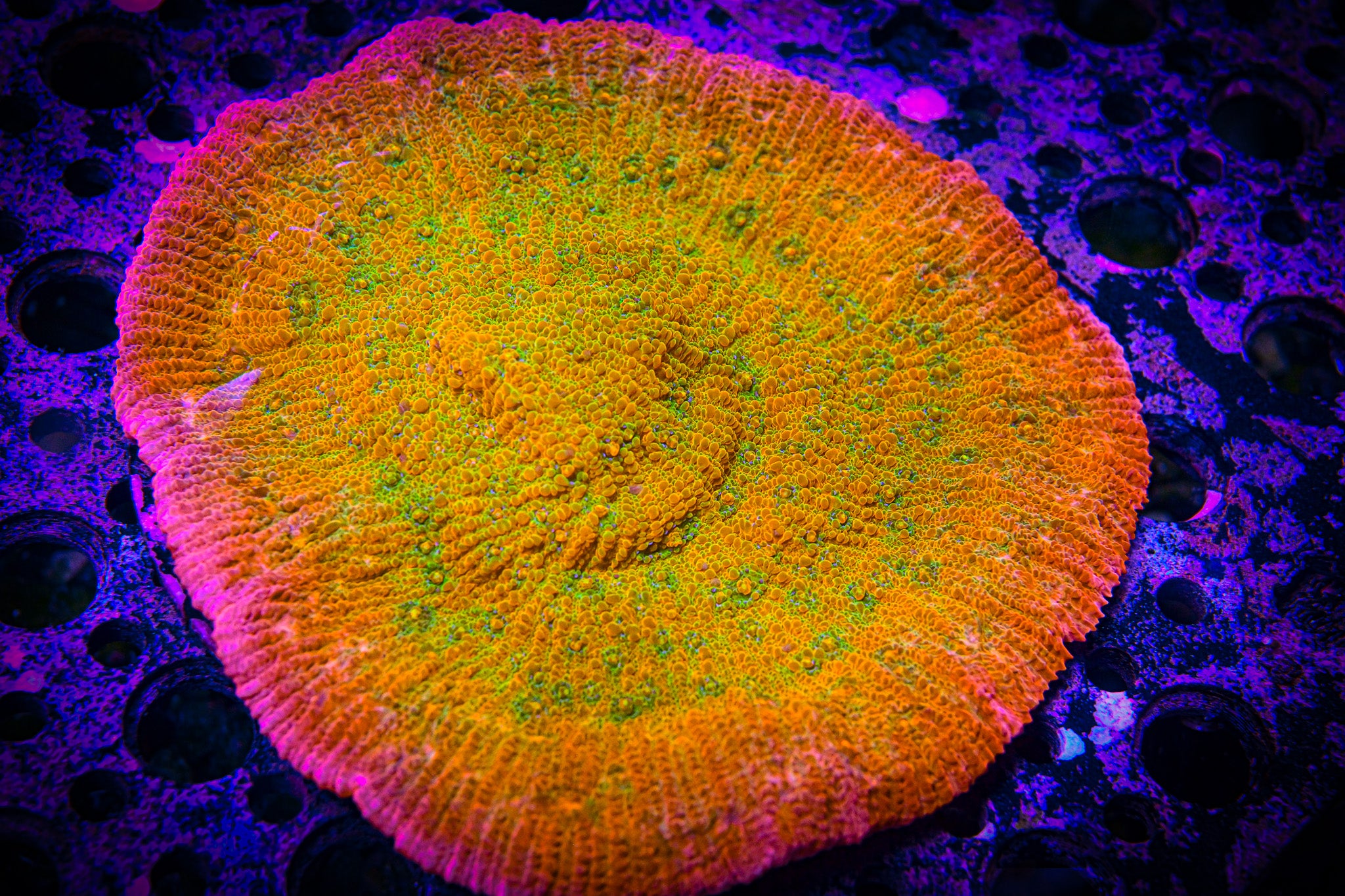 RC Rainbow Peacock Chalice