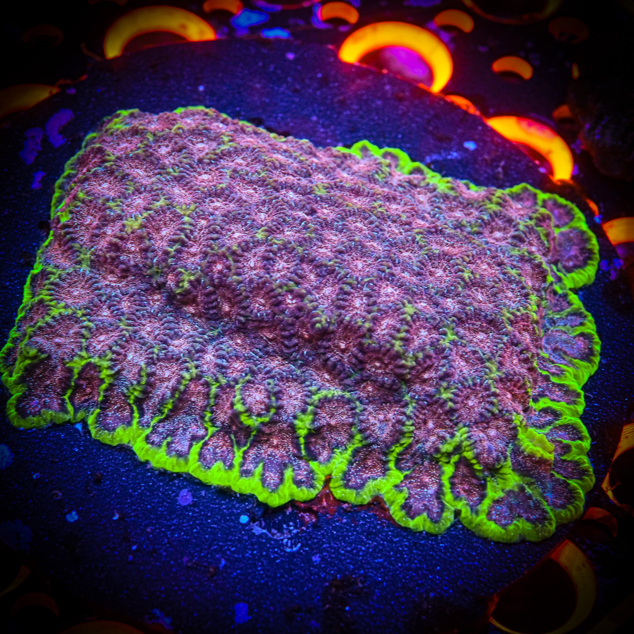 RC Cosmic Calamity Favia