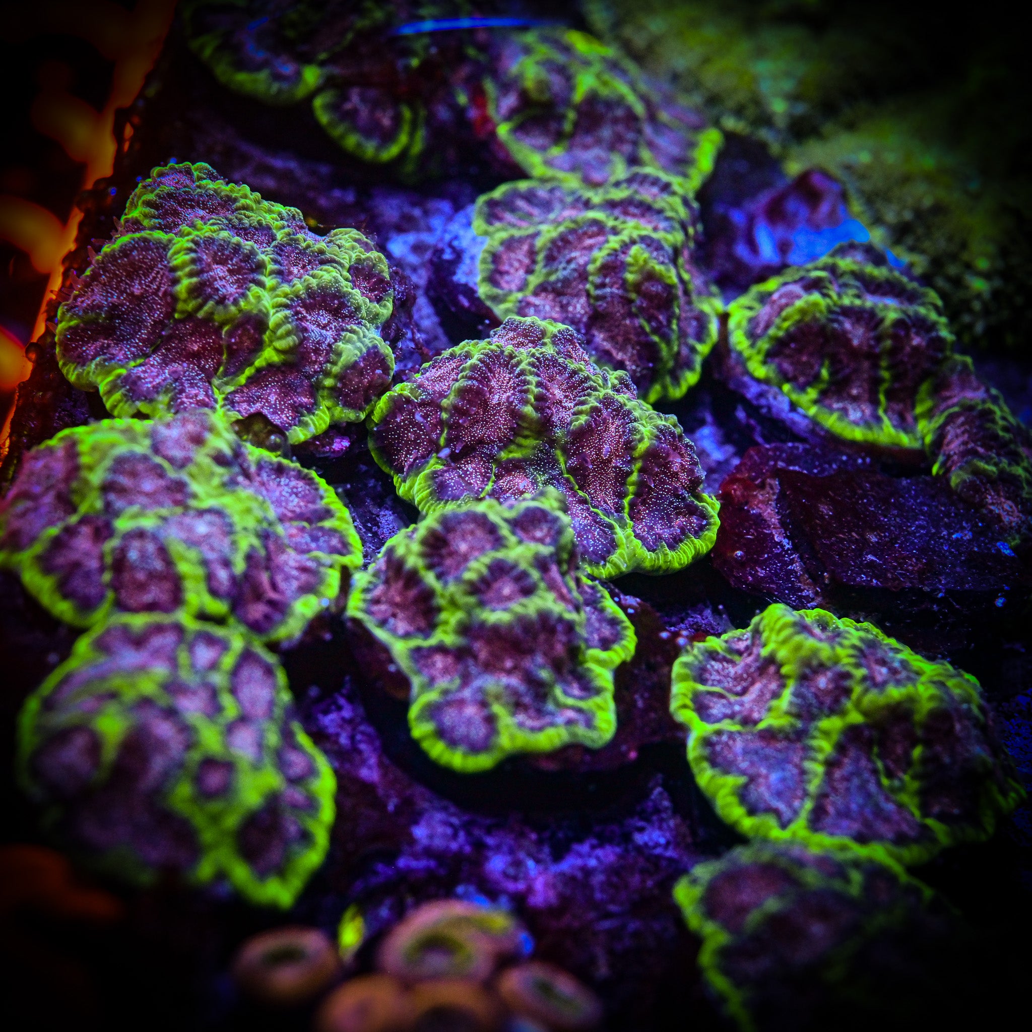 RC Cosmic Calamity Favia