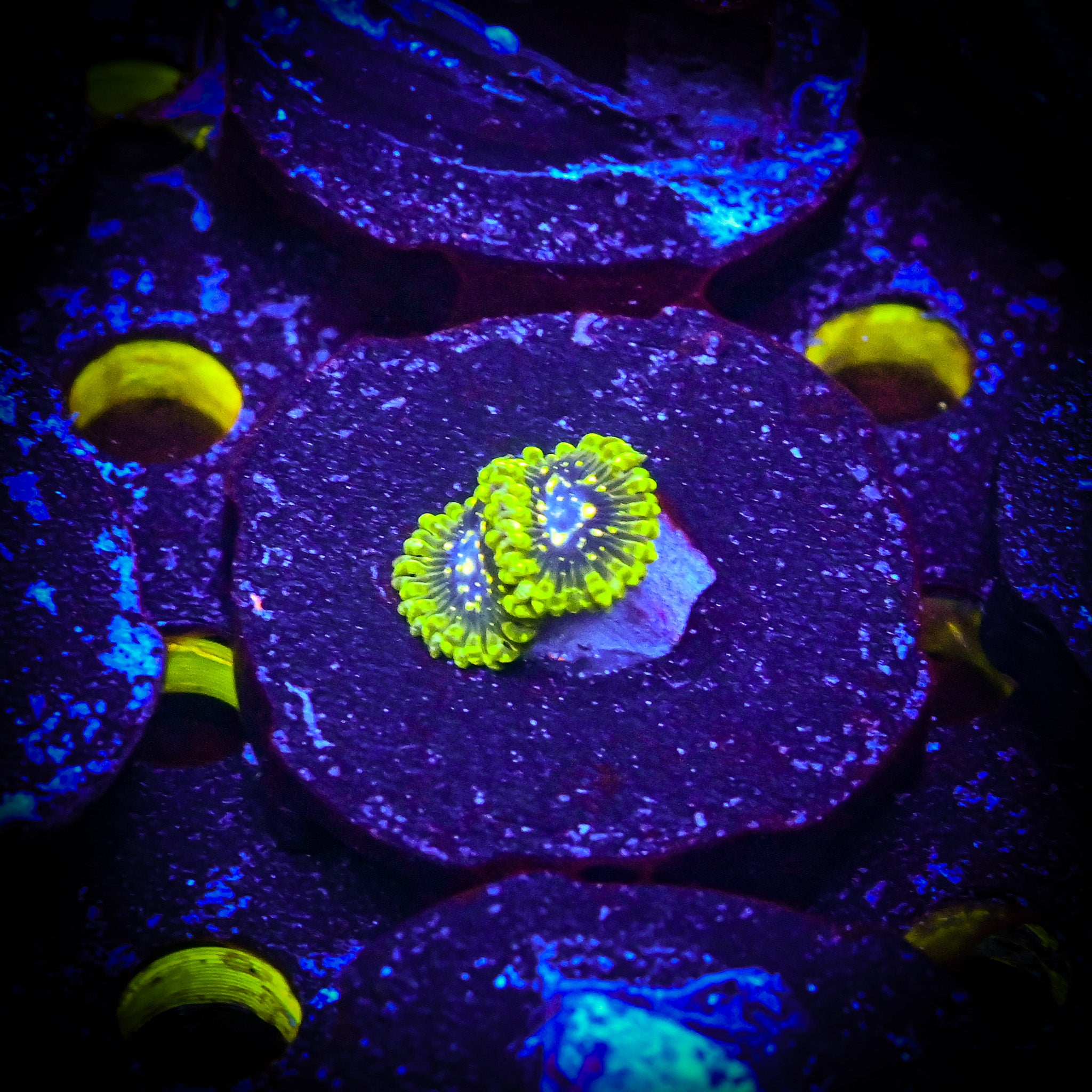RC Exosphere Zoanthids *ALMOST WYSIWYG* 2-3 Polyps