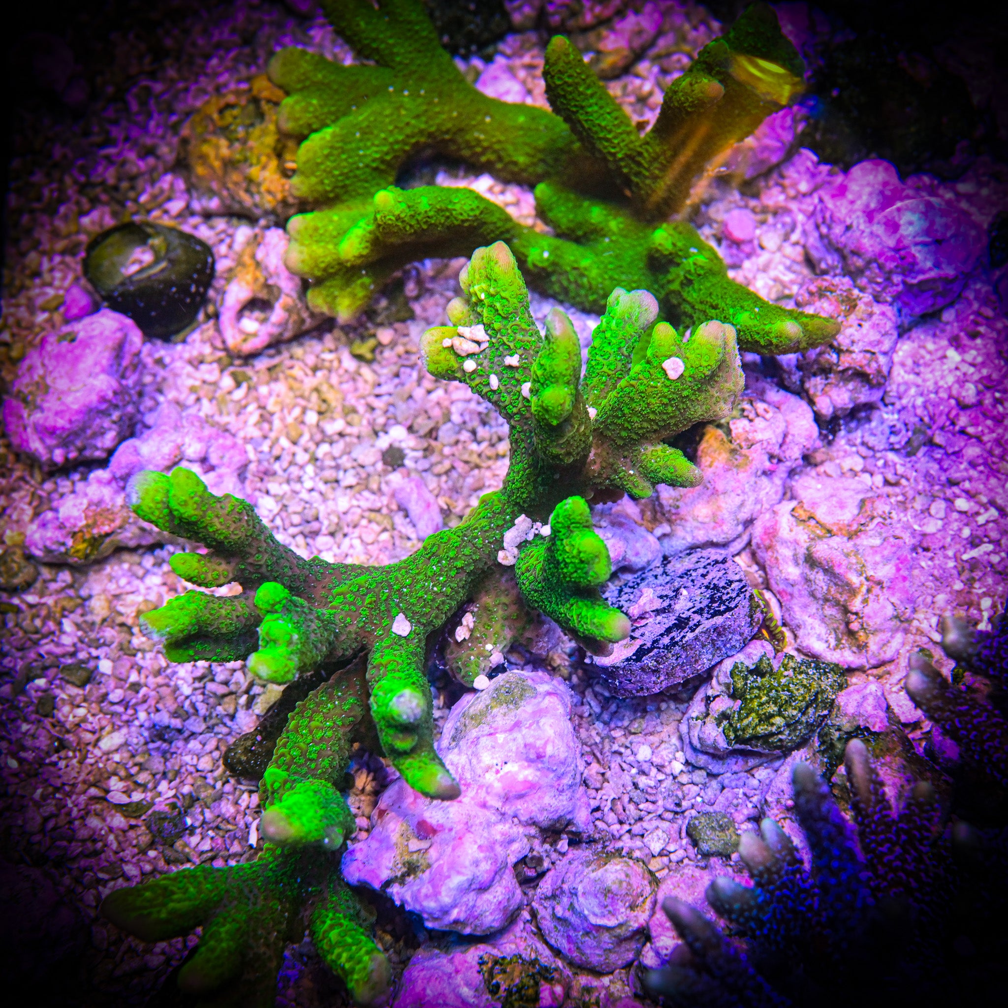 RC Green Montipora Digitata Frag