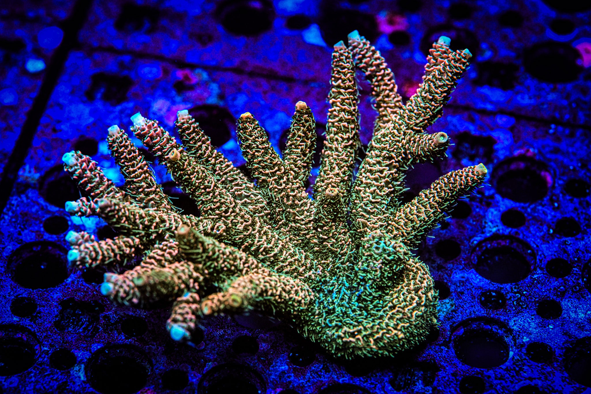 RC Jungle Juice Acropora