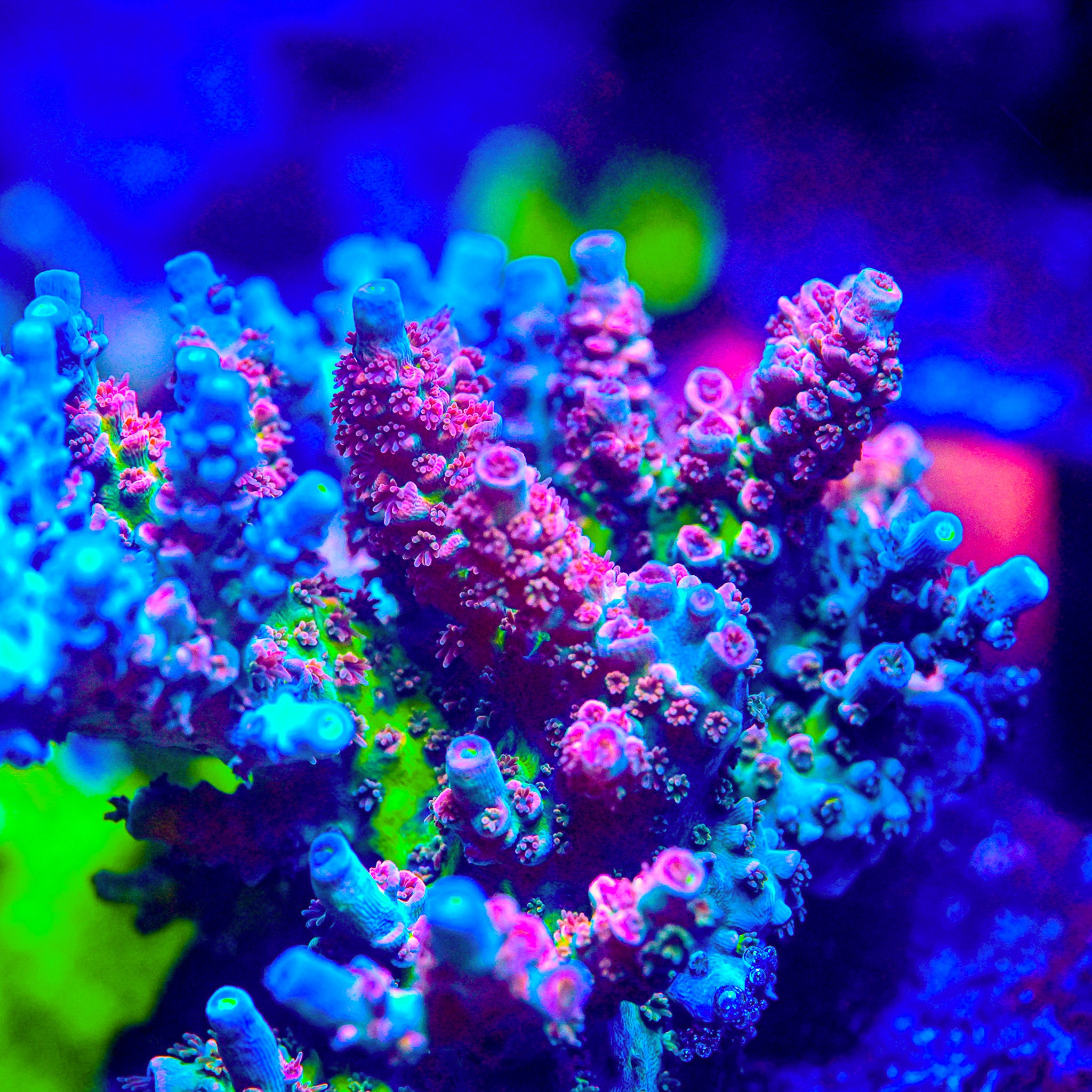 RC Fantasia Acropora *CUT TO ORDER*