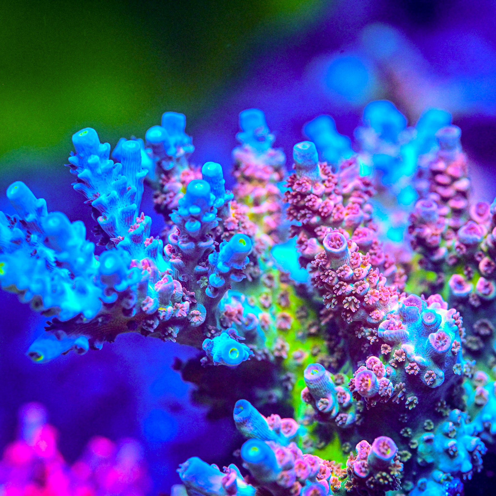 RC Fantasia Acropora *CUT TO ORDER*