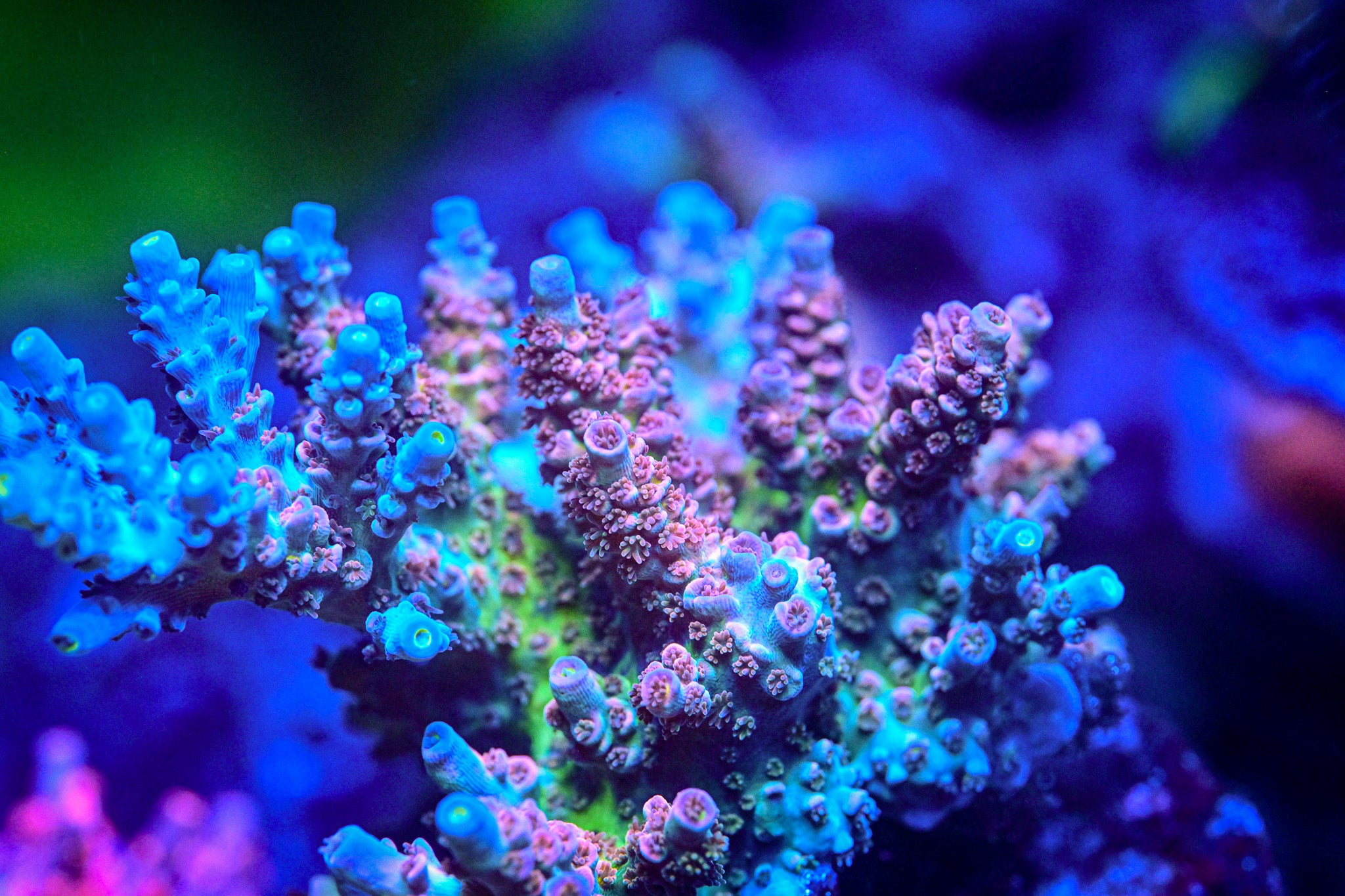 RC Fantasia Acropora *CUT TO ORDER*