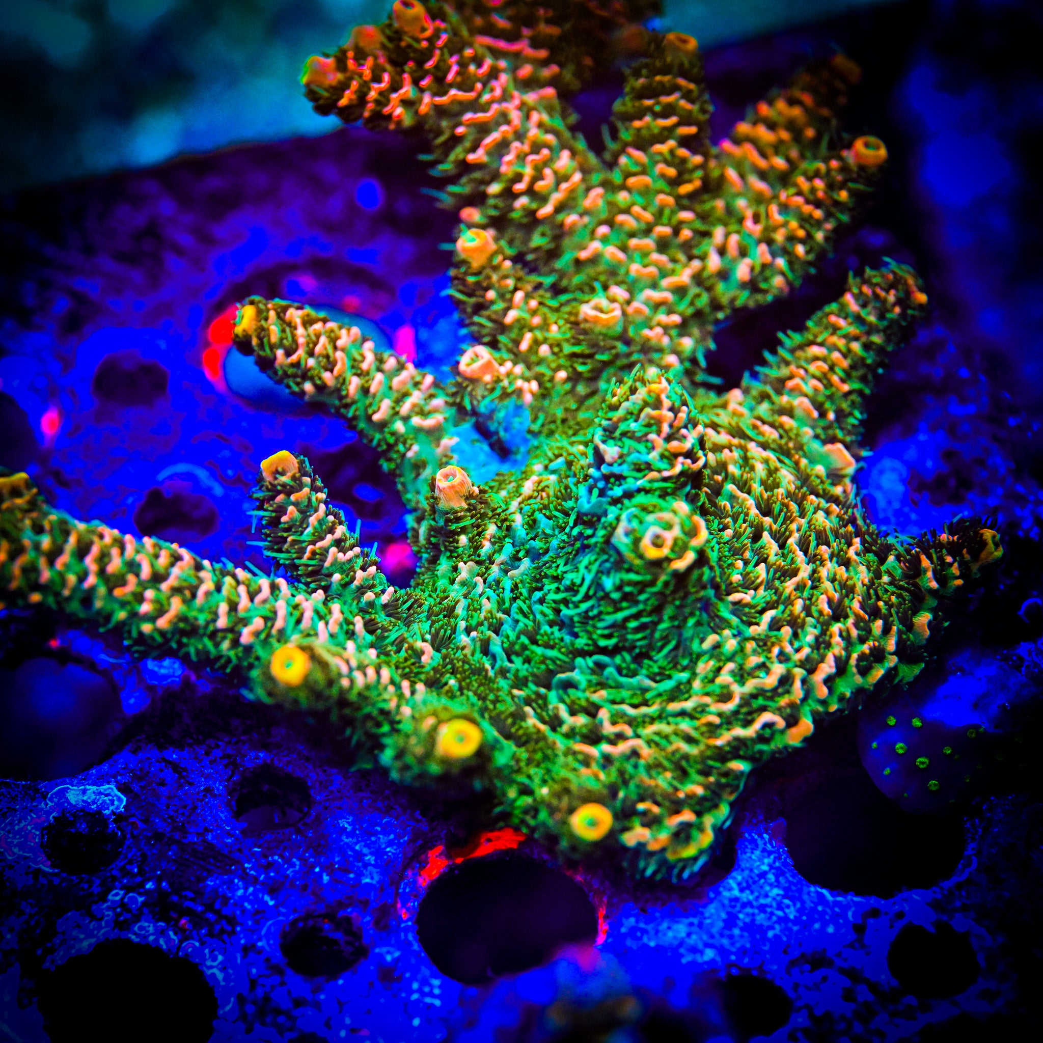 RC Jungle Juice Acropora