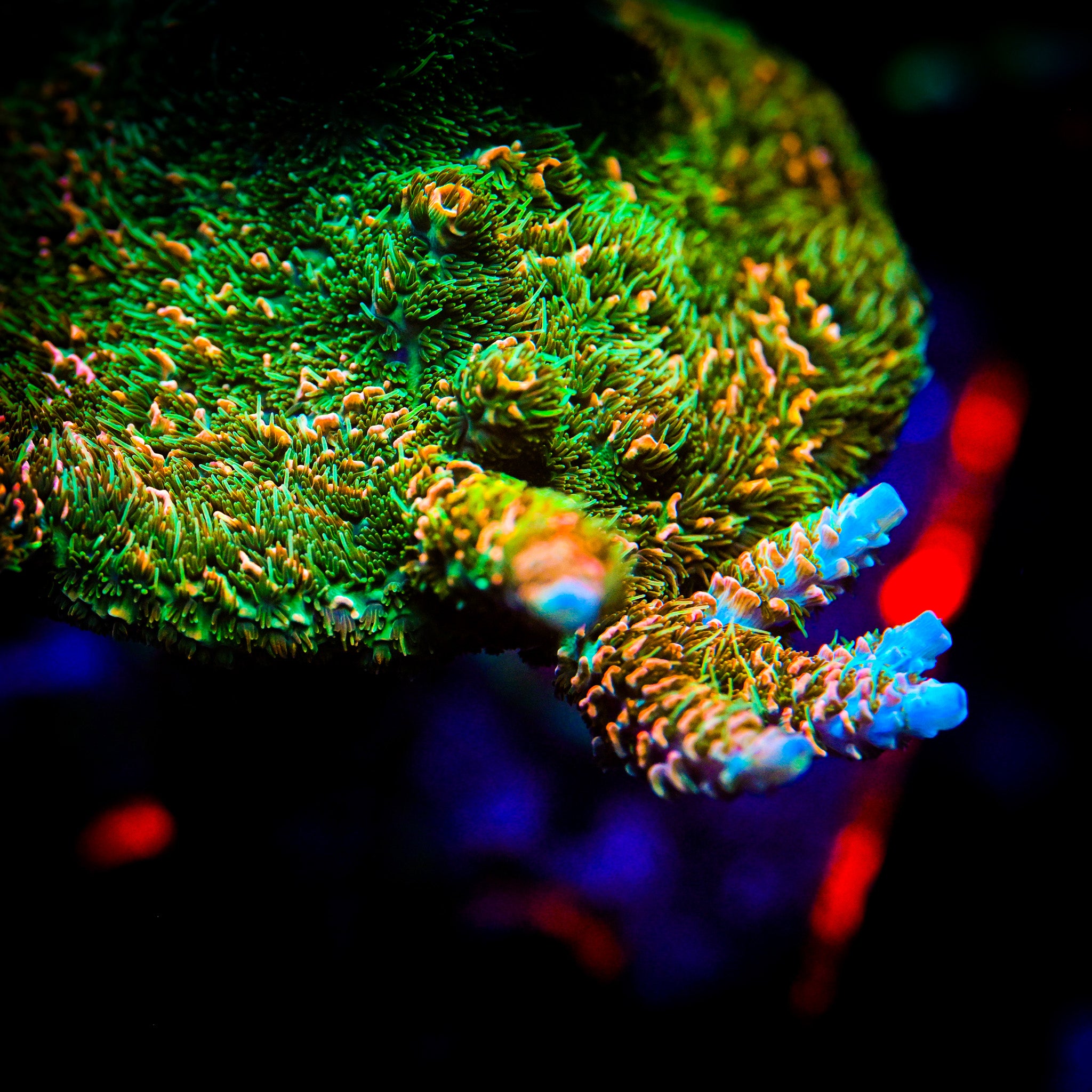 RC Jungle Juice Acropora