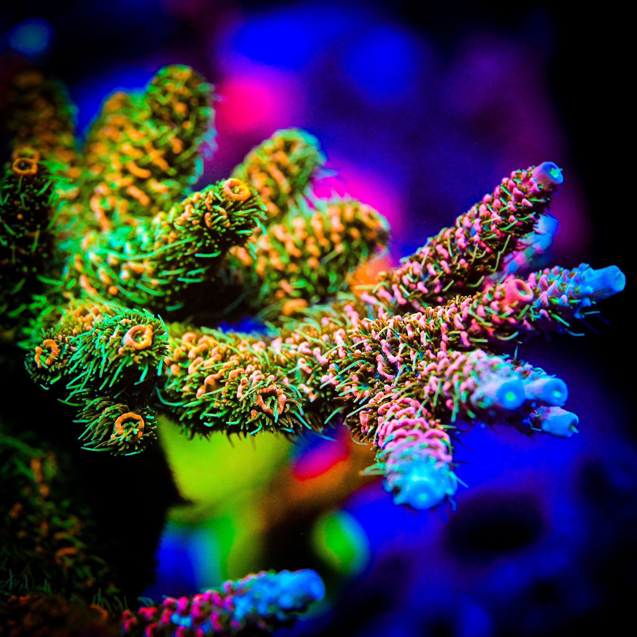 RC Jungle Juice Acropora