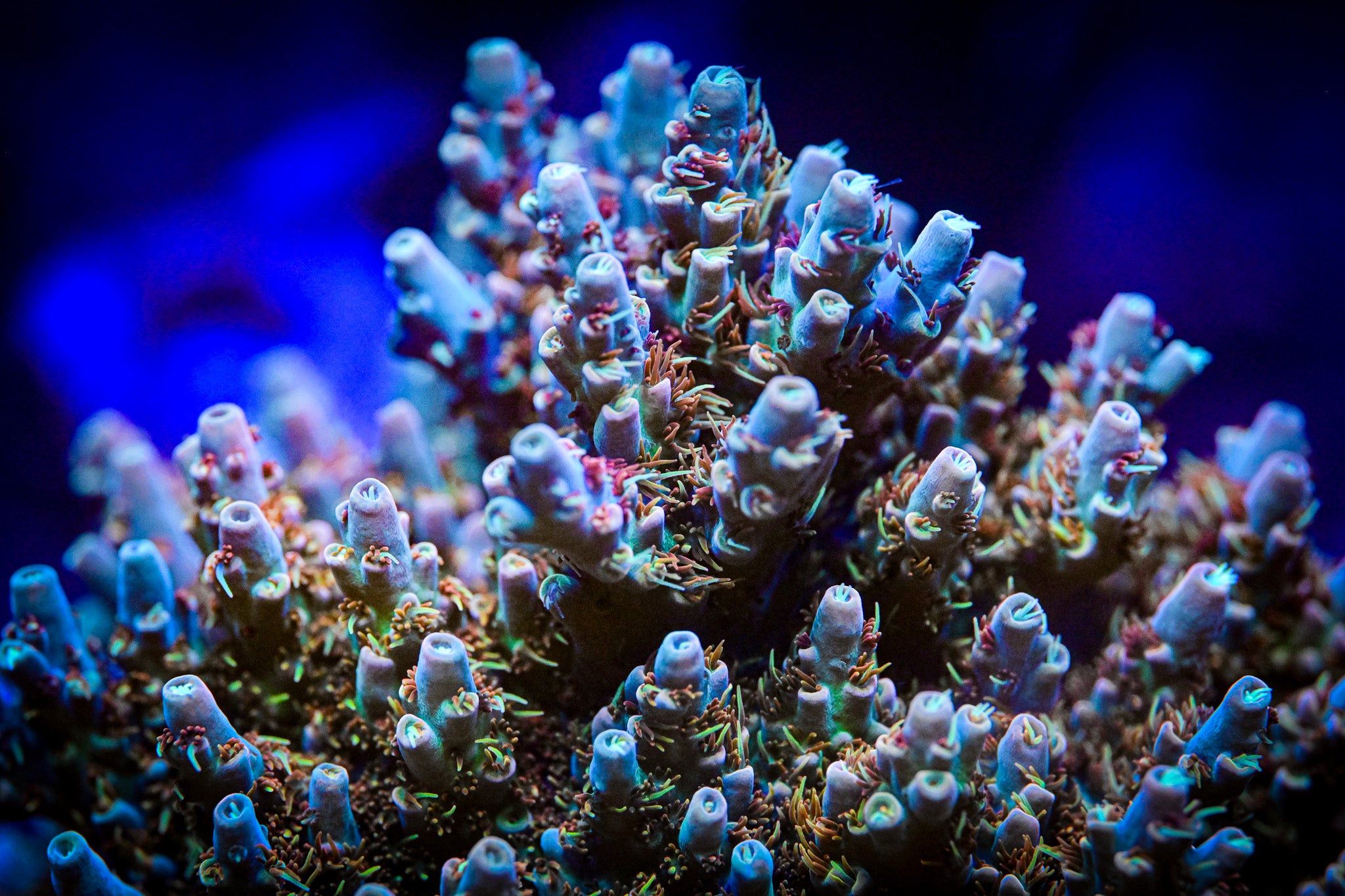 RC Wonderboy Acropora