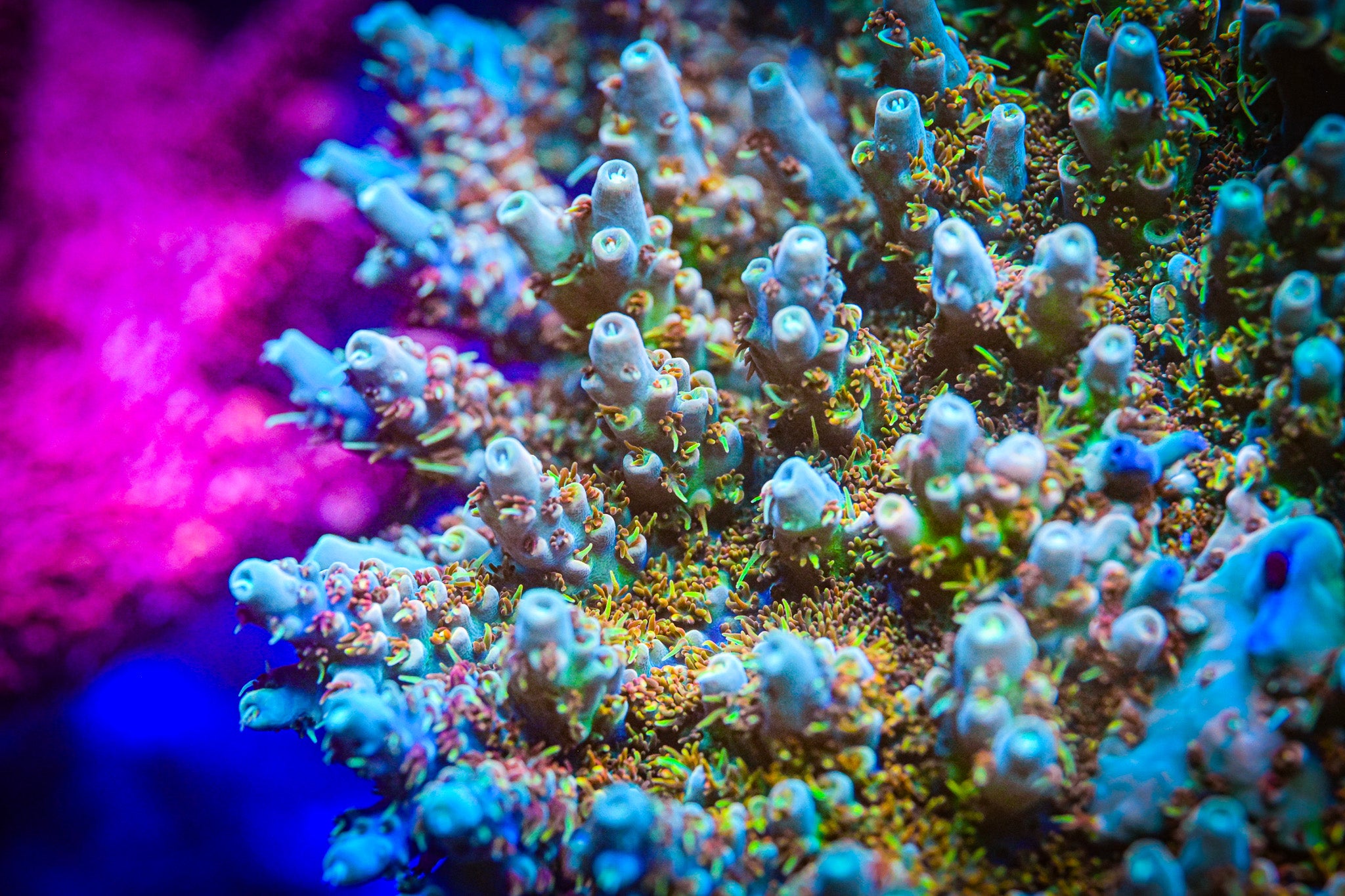 RC Wonderboy Acropora