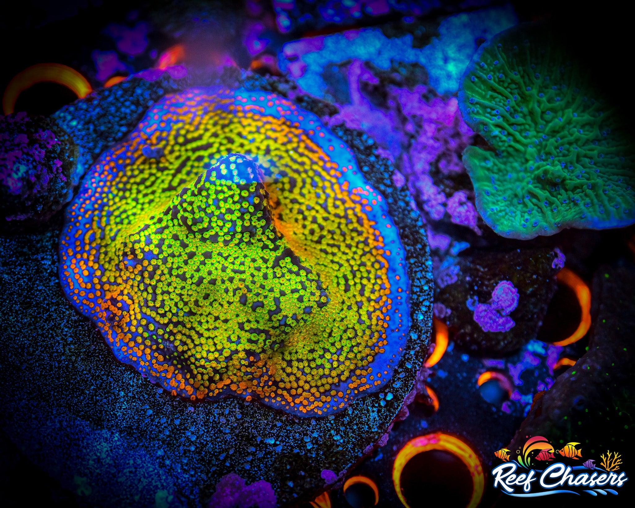 RC Confused Rainbow Montipora