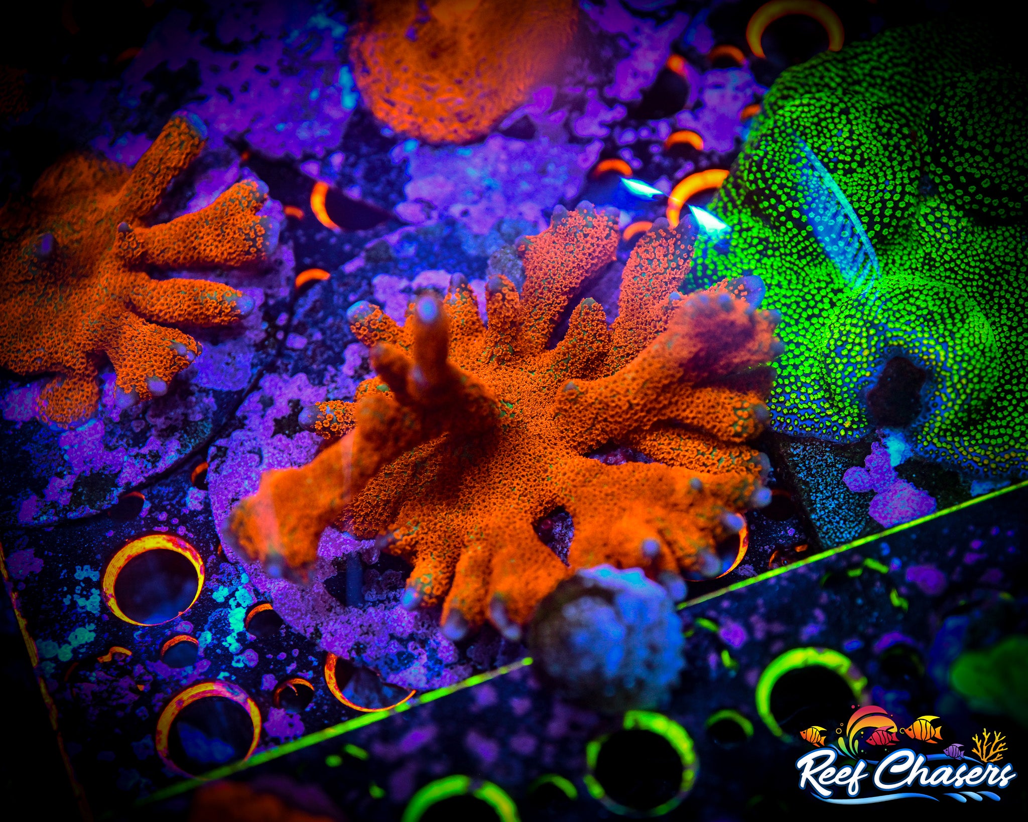 RC Forest Fire Montipora Digitata