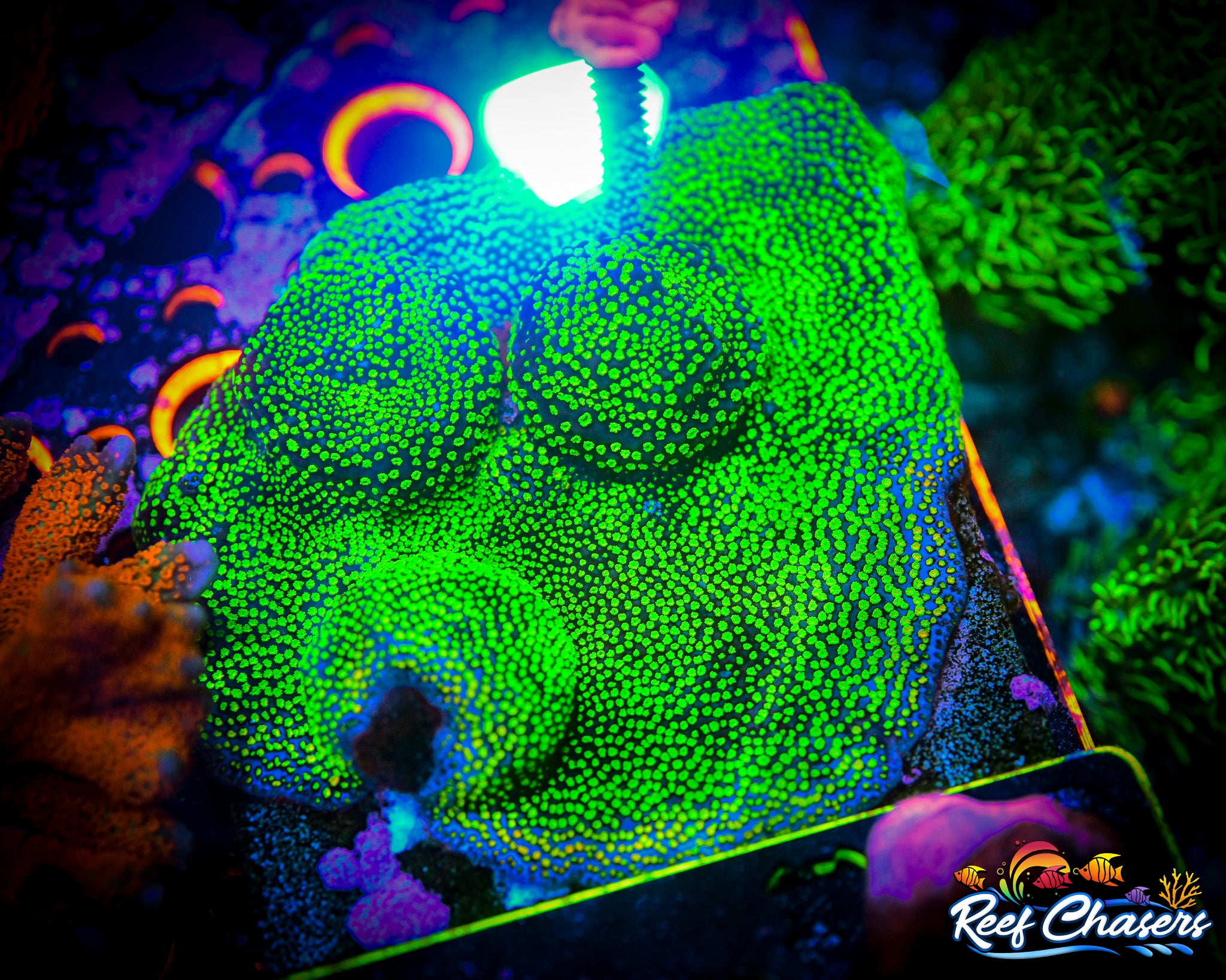 Poker Star Montipora Frag