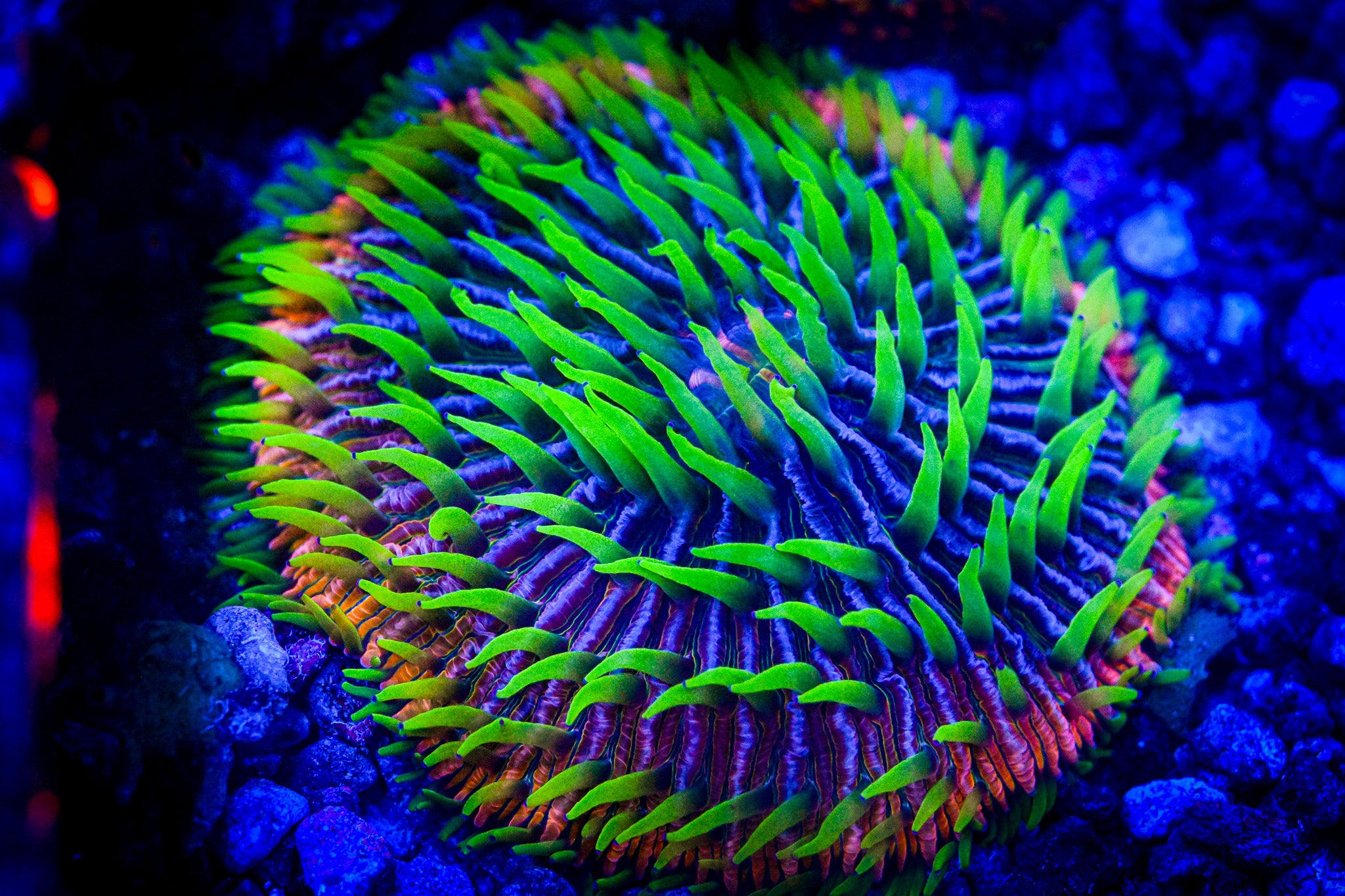 Strange Encounters Rainbow Fungia Frag