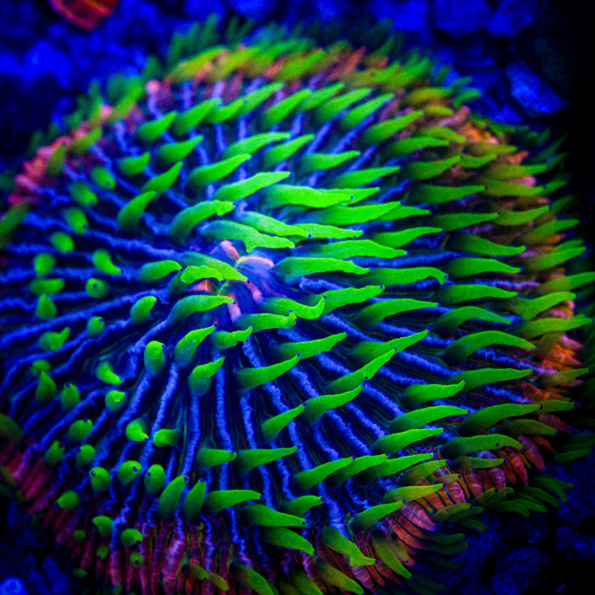 Strange Encounters Rainbow Fungia Frag