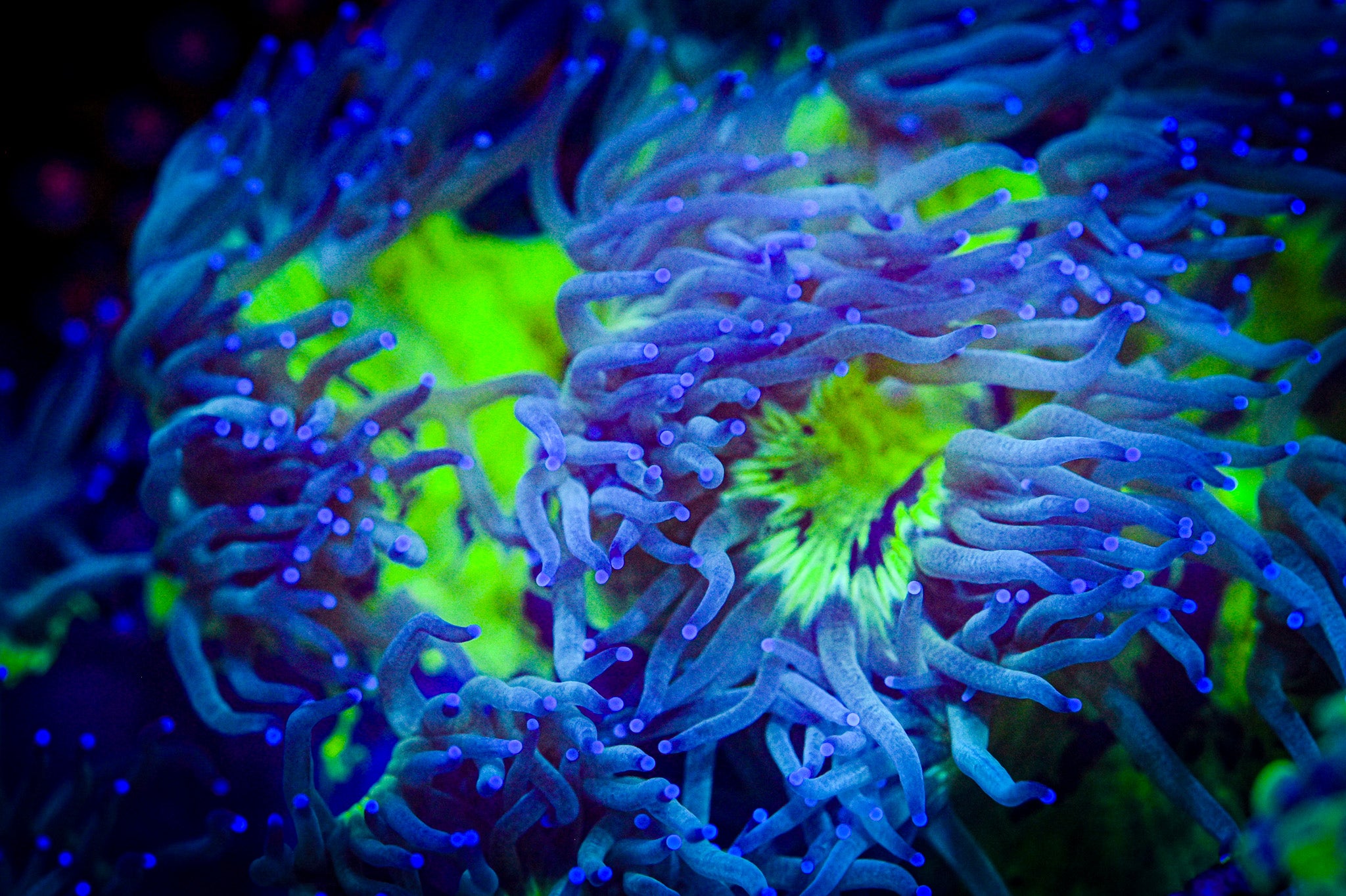 XL Blue Tip Elegance Coral *SHOW* *WYSIWYG*