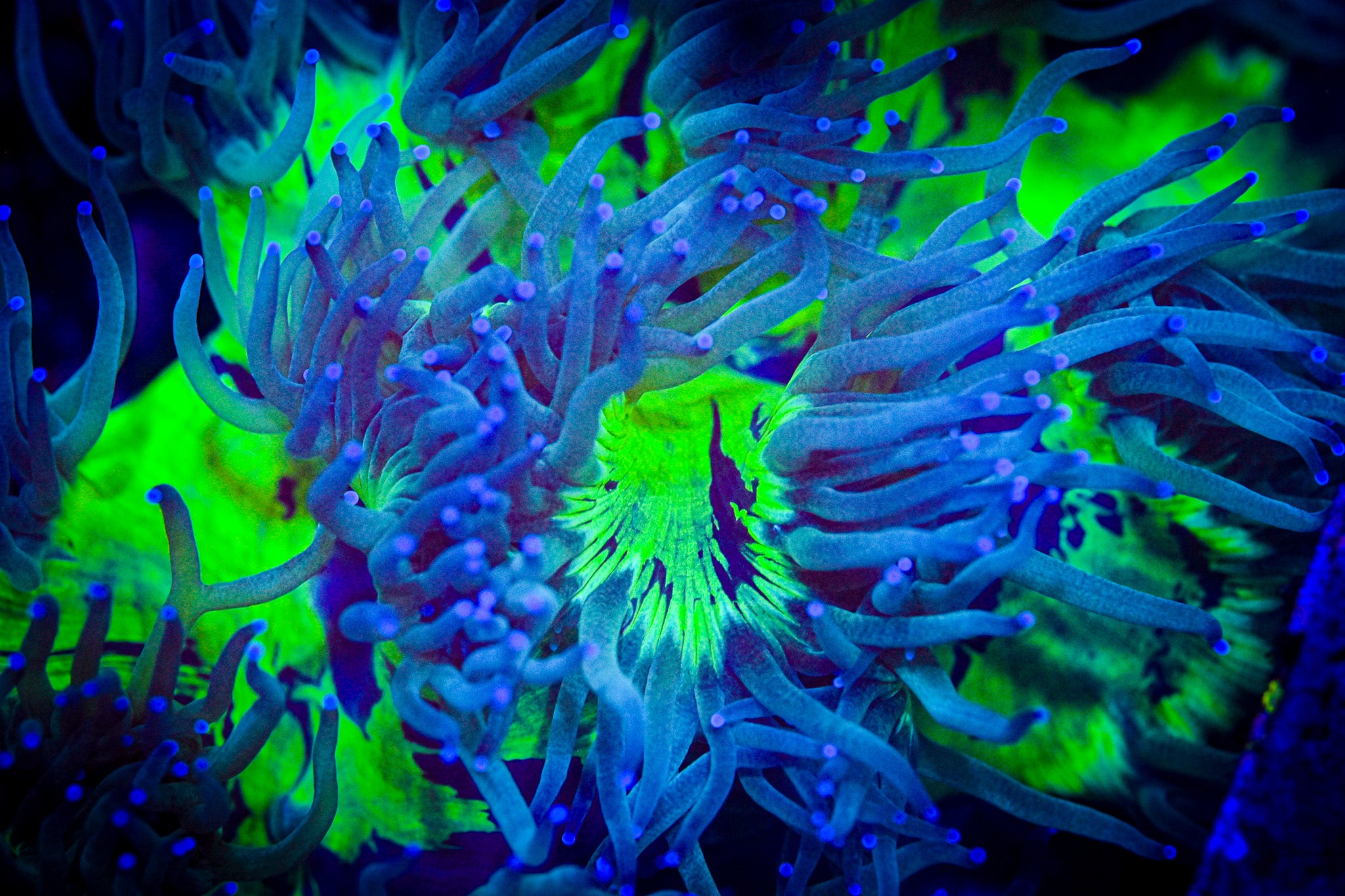 XL Blue Tip Elegance Coral *SHOW* *WYSIWYG*