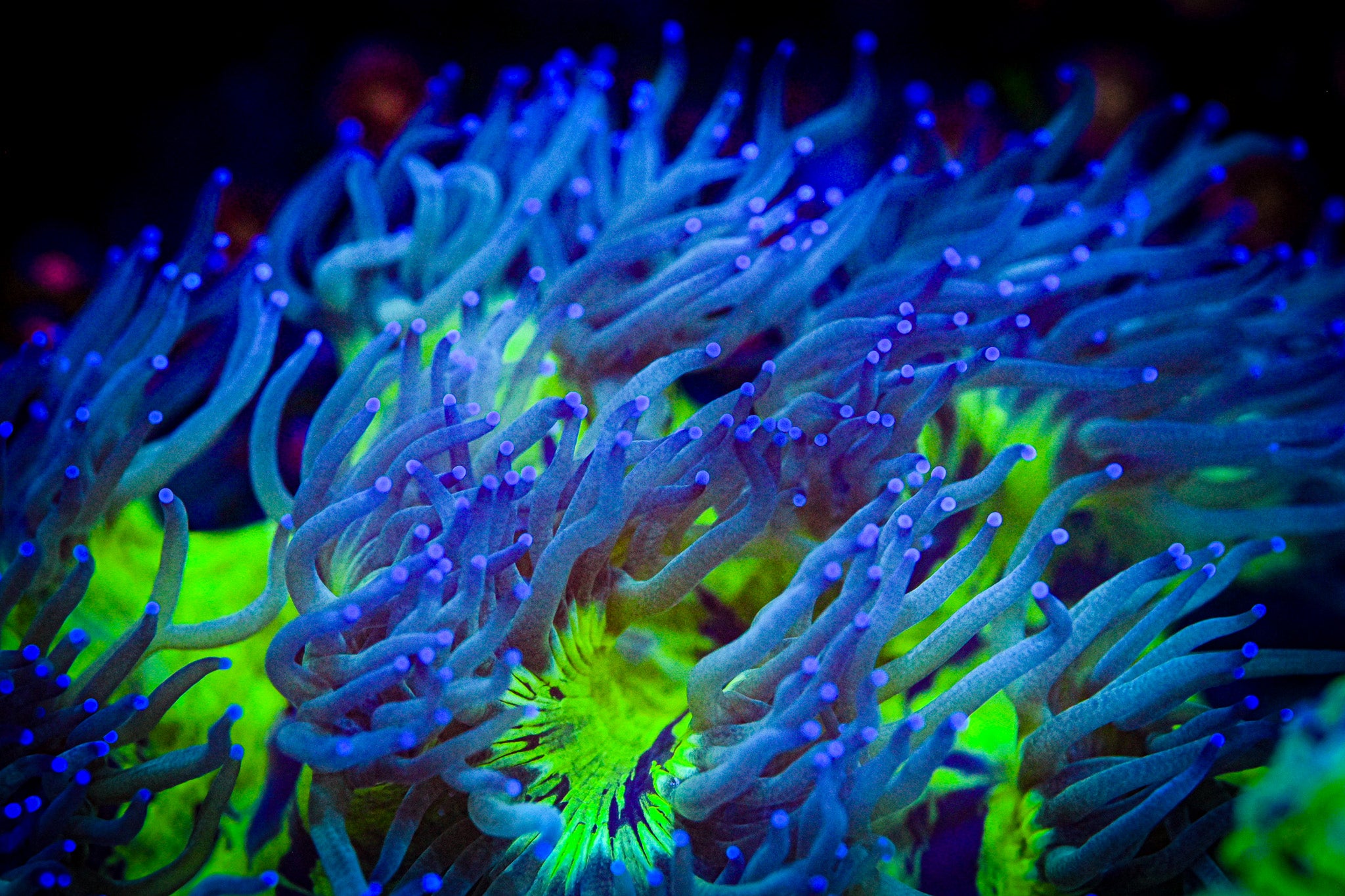 XL Blue Tip Elegance Coral *SHOW* *WYSIWYG*