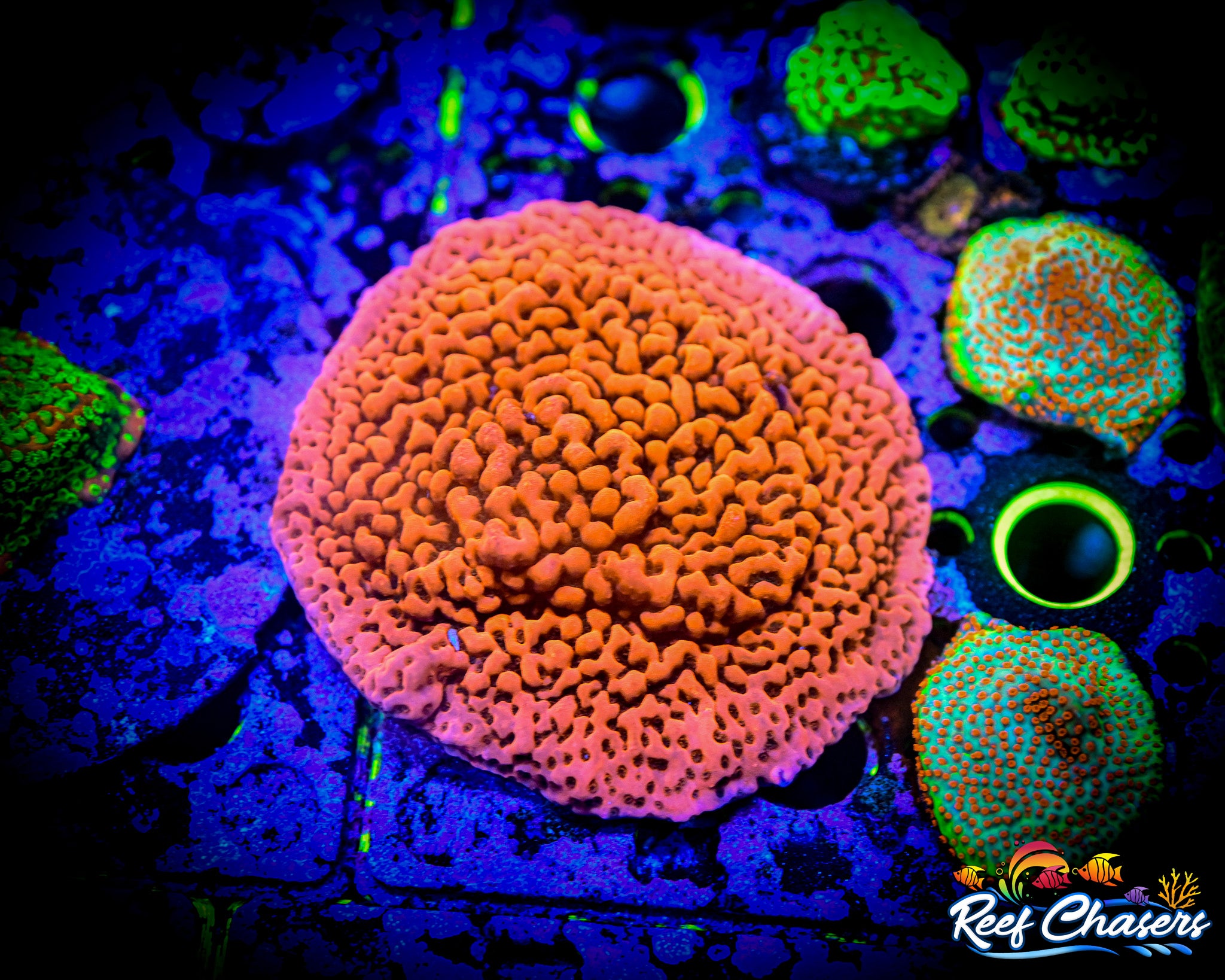 WYSIWYG XL Montipora Colony