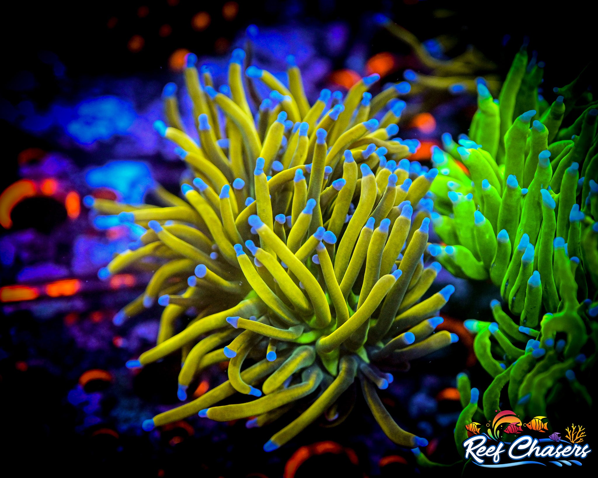 WYSIWYG TN Reaper Banana Grail Torch