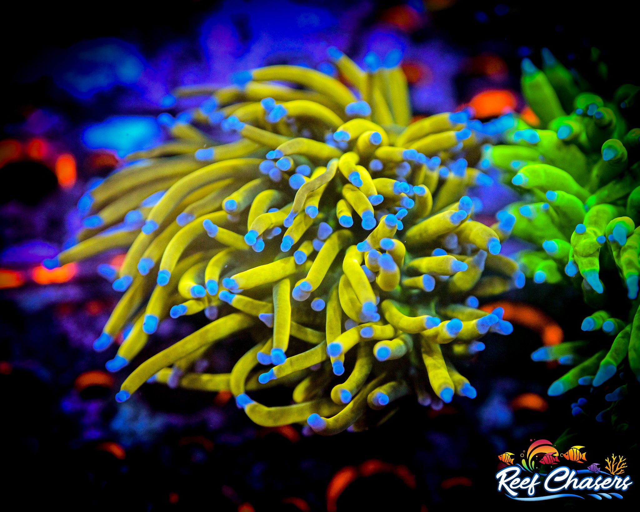 WYSIWYG TN Reaper Banana Grail Torch