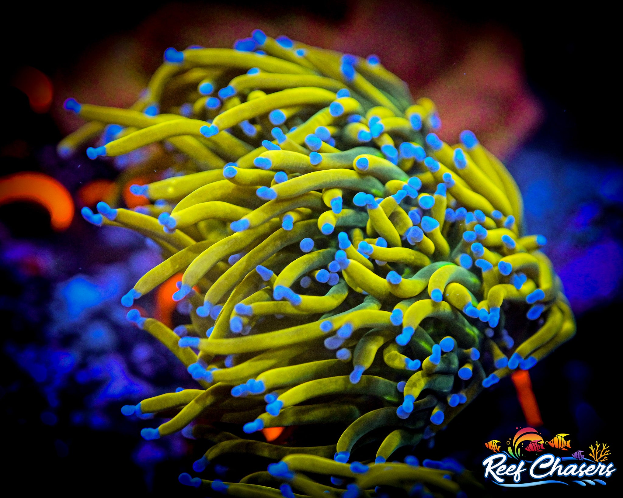 WYSIWYG TN Reaper Banana Grail Torch