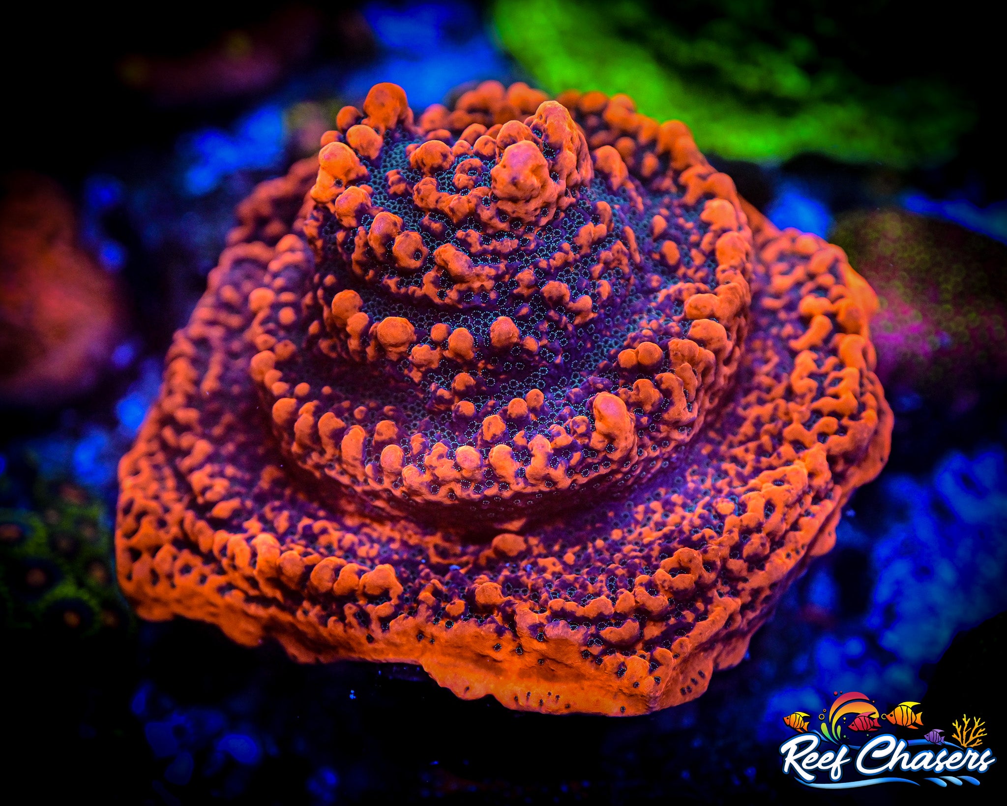 JF Silver Bullet Montipora Frag