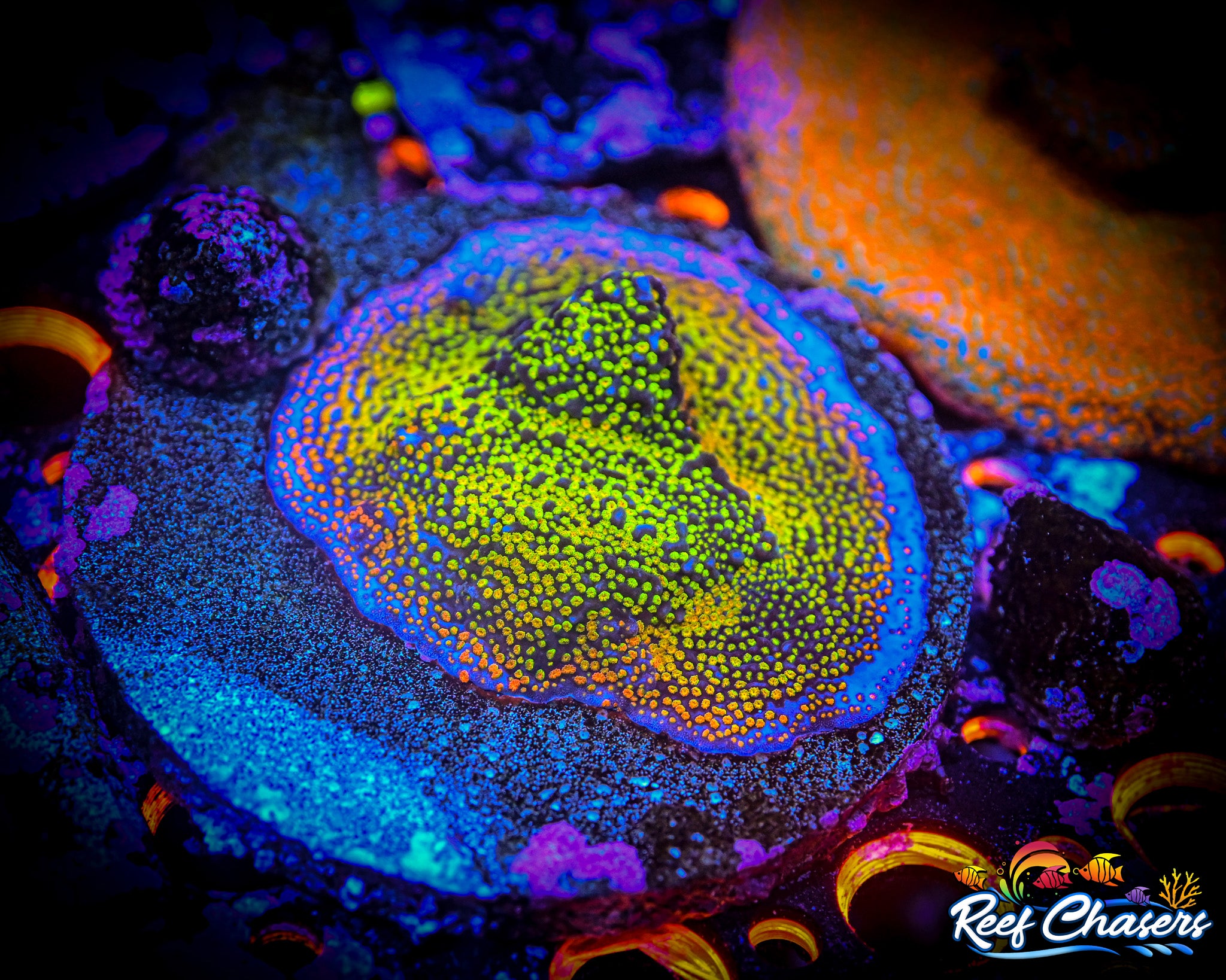 RC Confused Rainbow Montipora