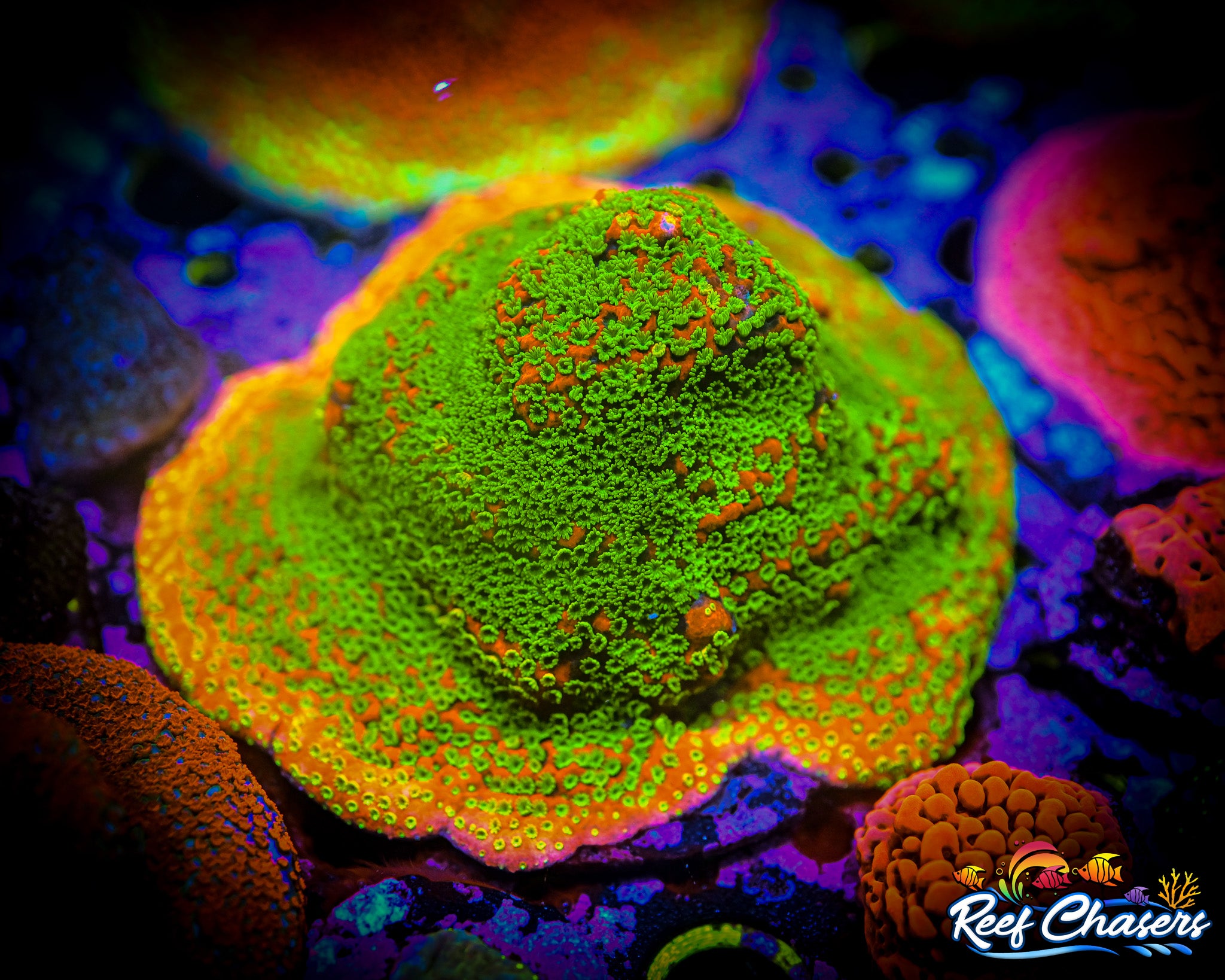 JF Sunset Montipora Frag