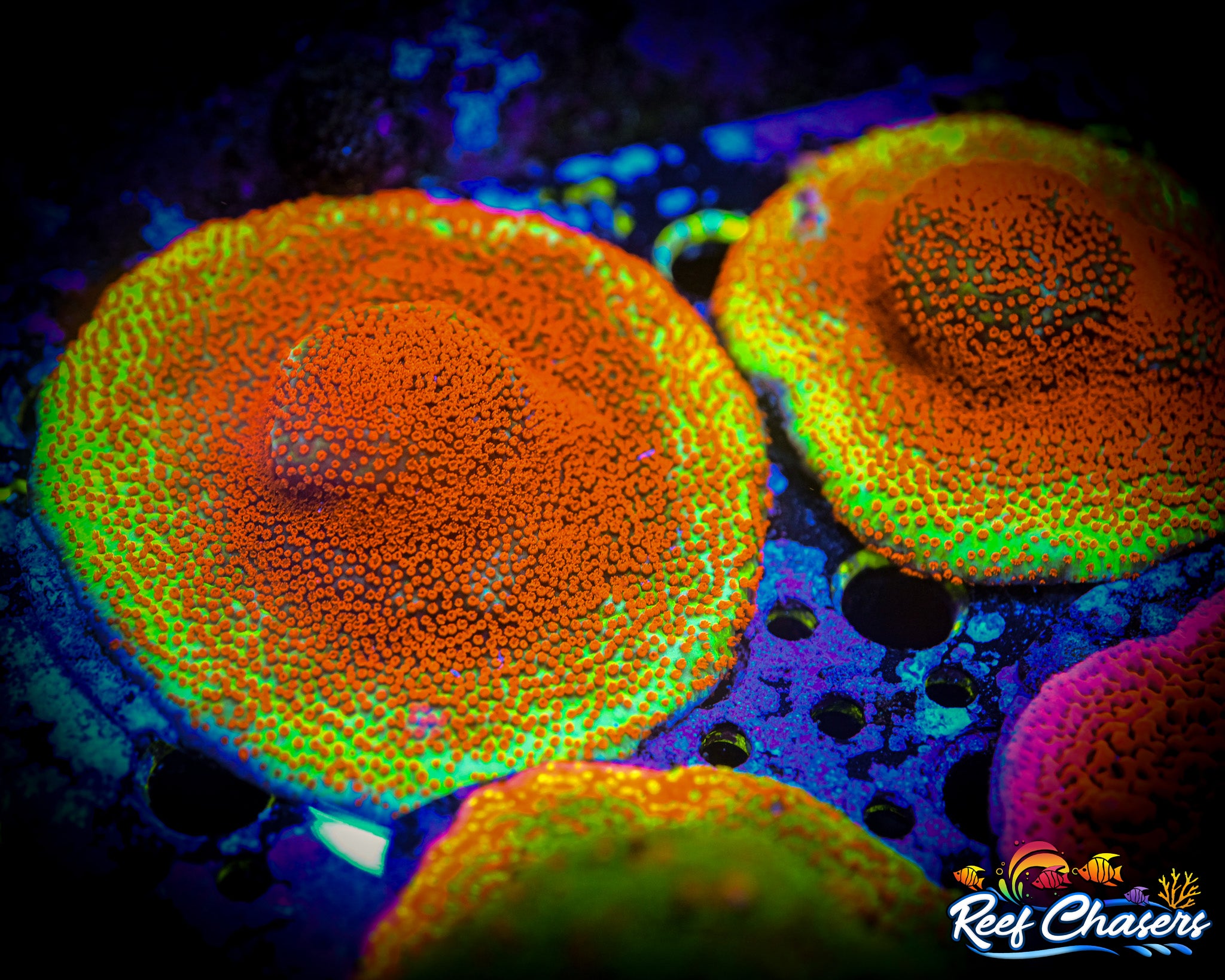 RC Chili Pepper Montipora Frag