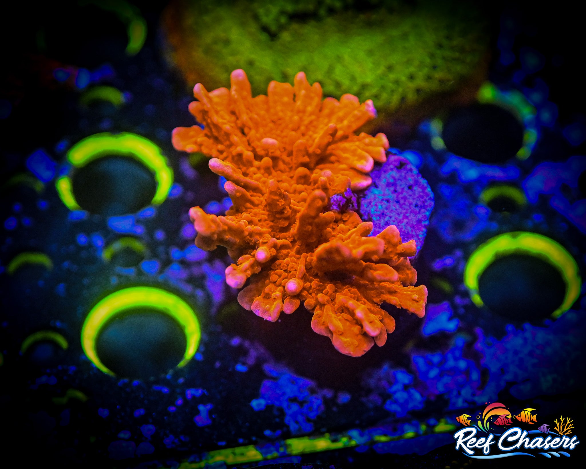 WYSIWYG JF FIRE STARTER MONTIPORA HIRSUTA