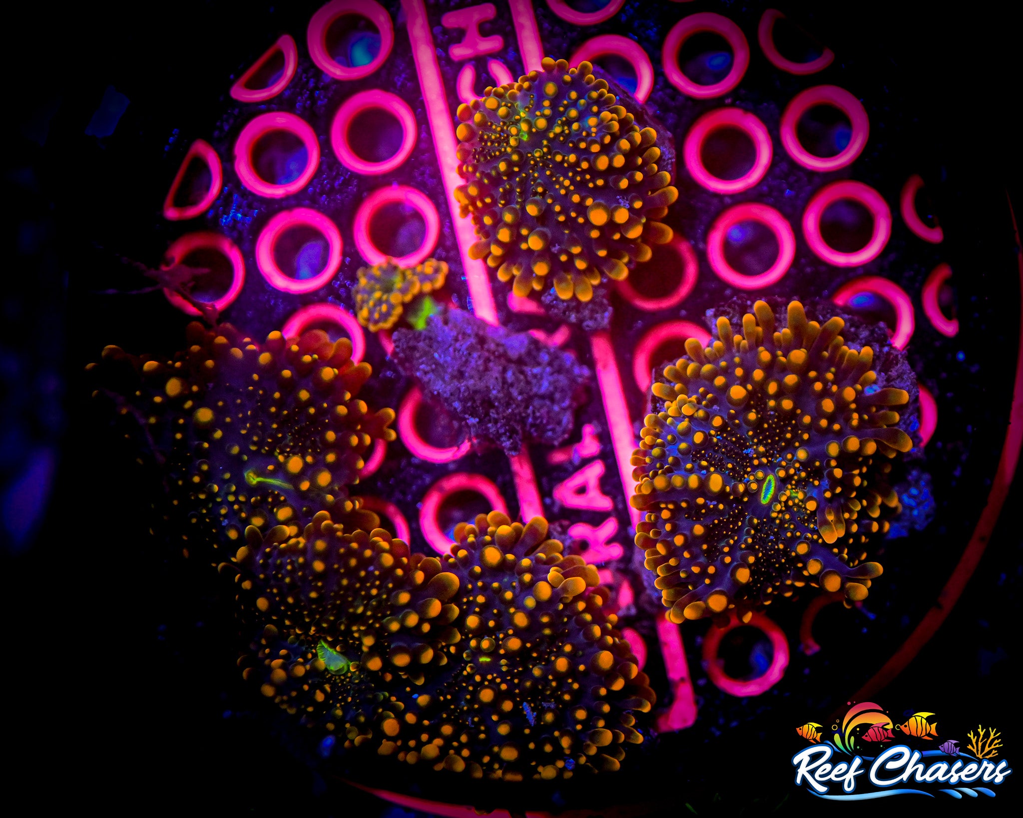 King Kong Yuma Ricordea