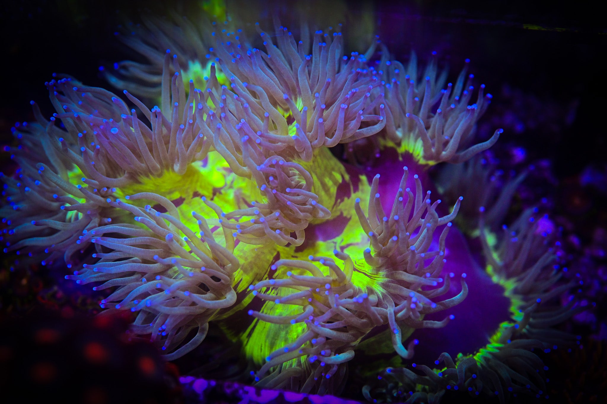 Large Blue Tip Elegance Coral *SHOW* *WYSIWYG*
