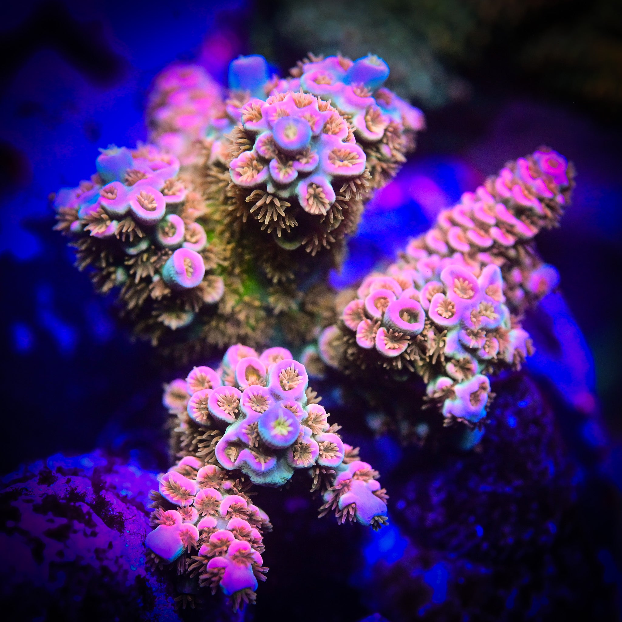 RC Pure Imagination Acropora
